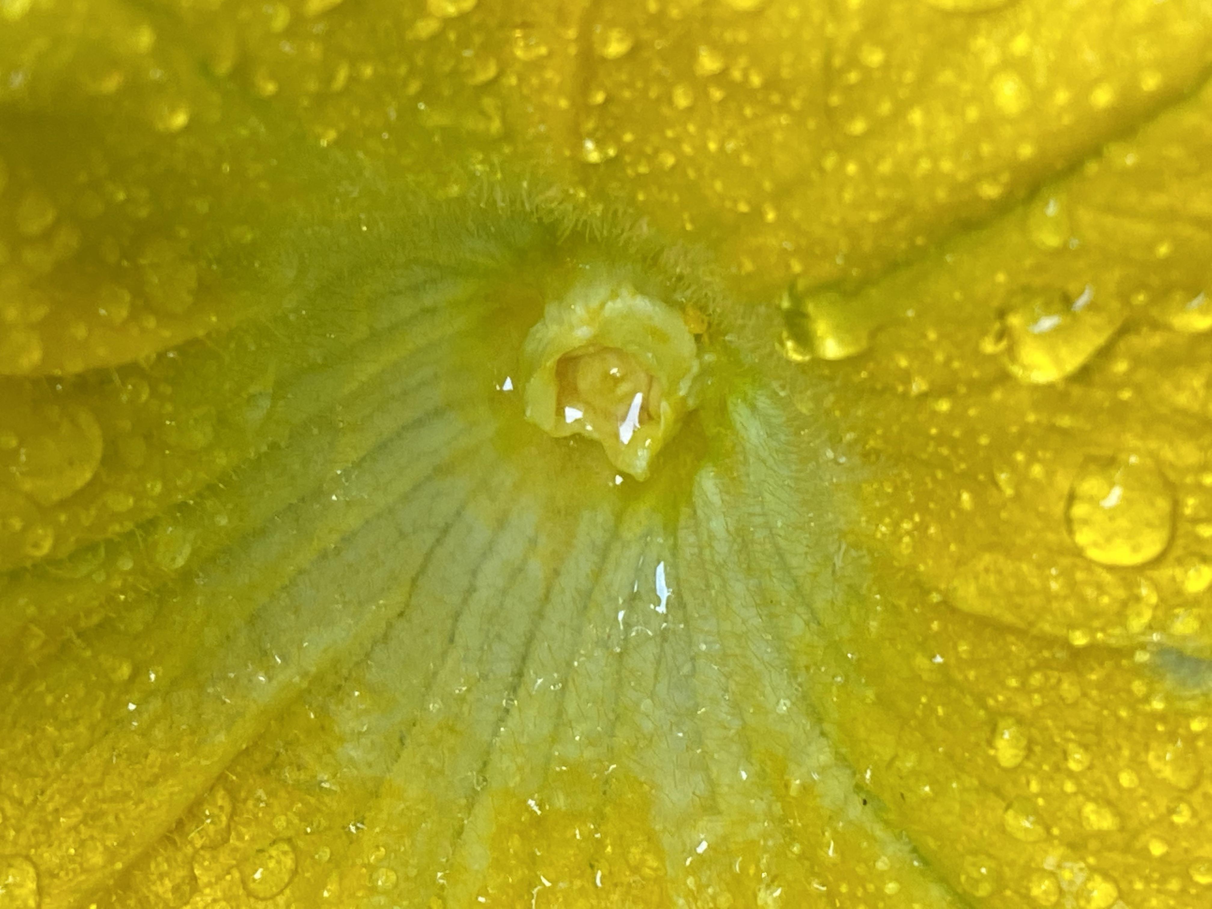 Patiently waited for this zucchini flower to open to pollinate it, only