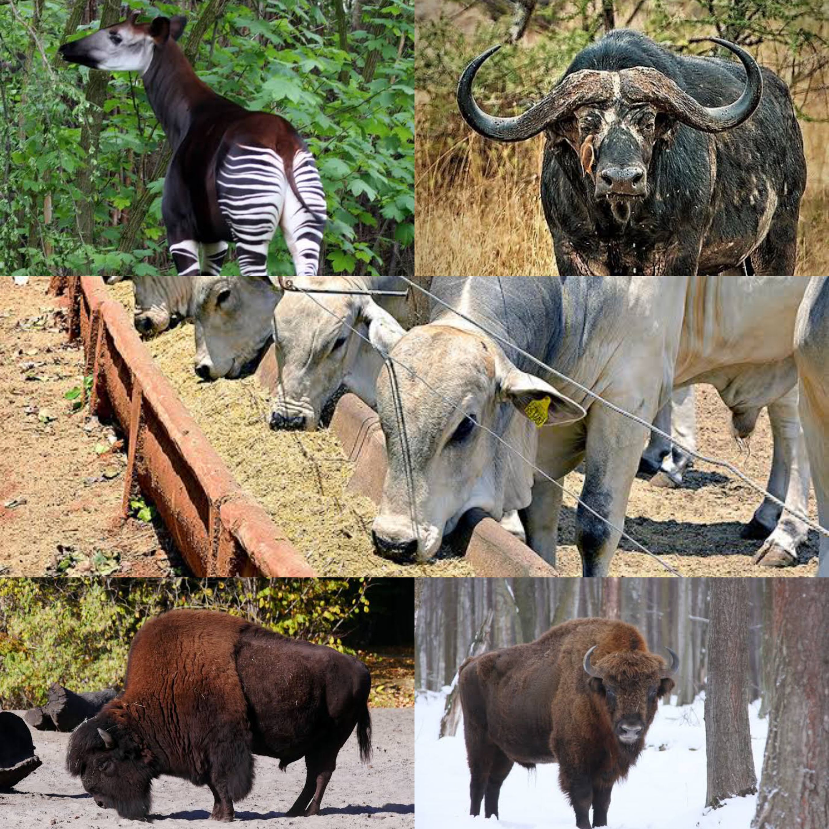 could we raise herbivores by the millions like we do with domestic