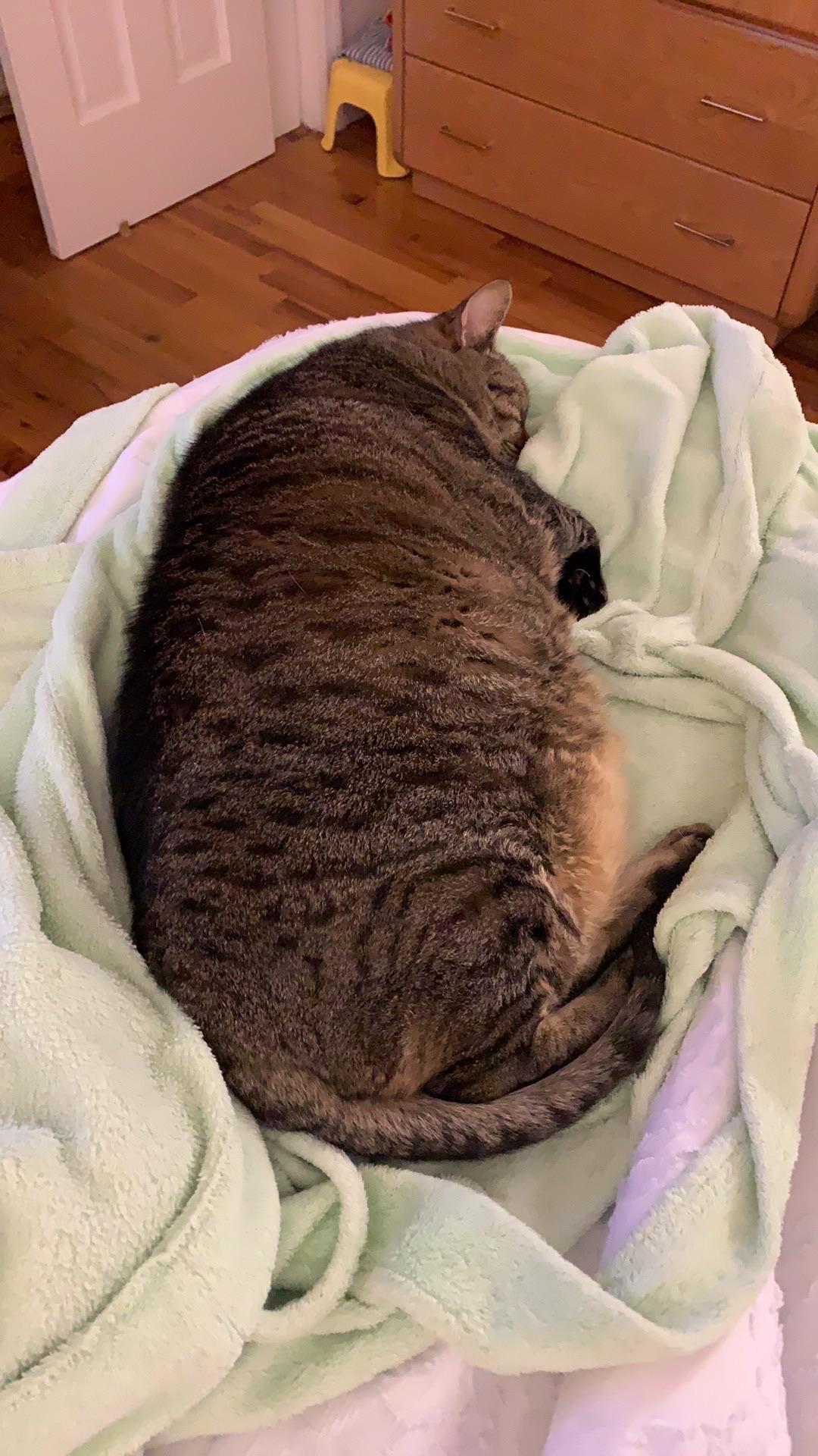 A comfy bean. r/Chonkers