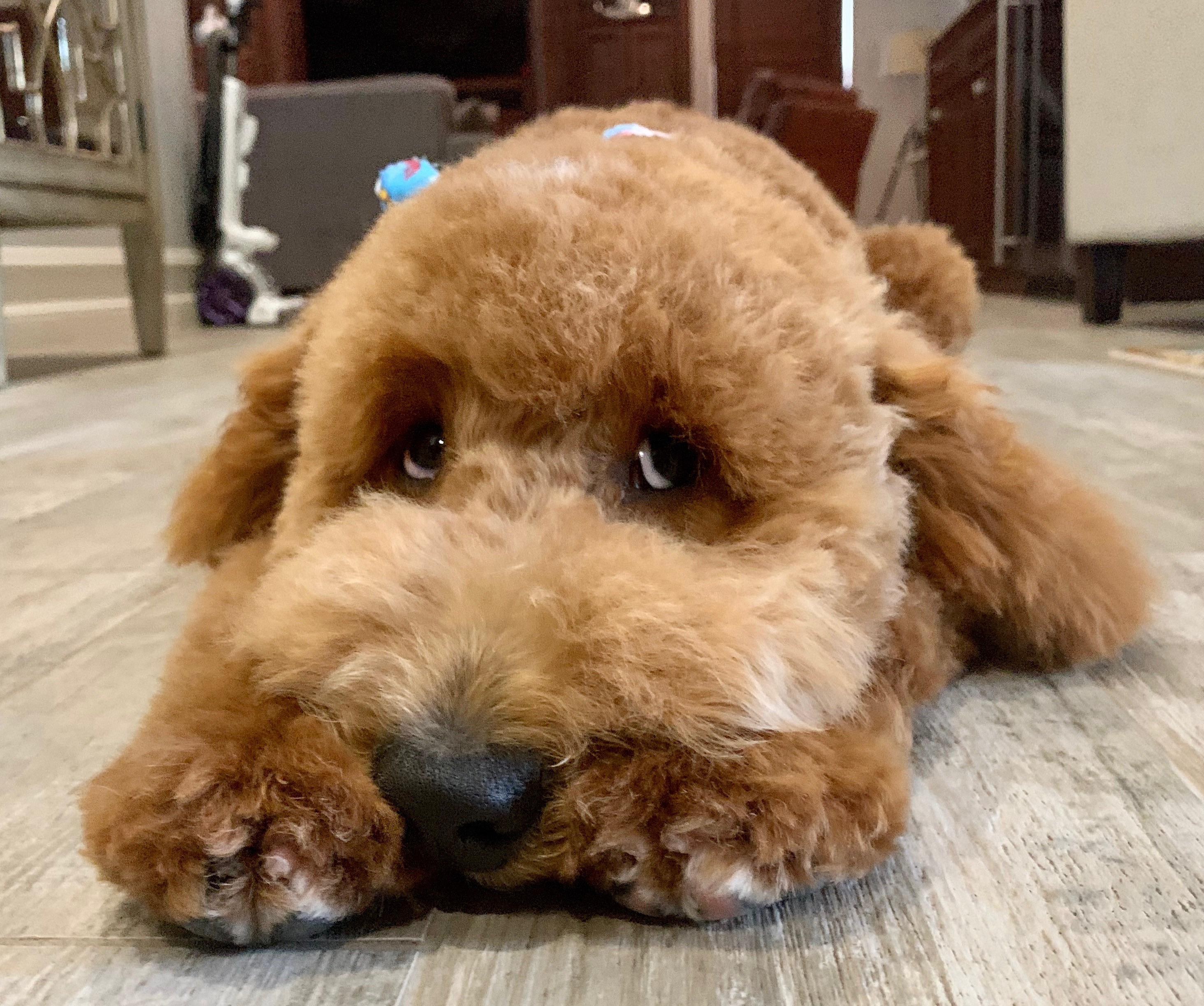 Benji, our 7 month old Goldendoodle. Right after getting groomed and making those puppy eyes to