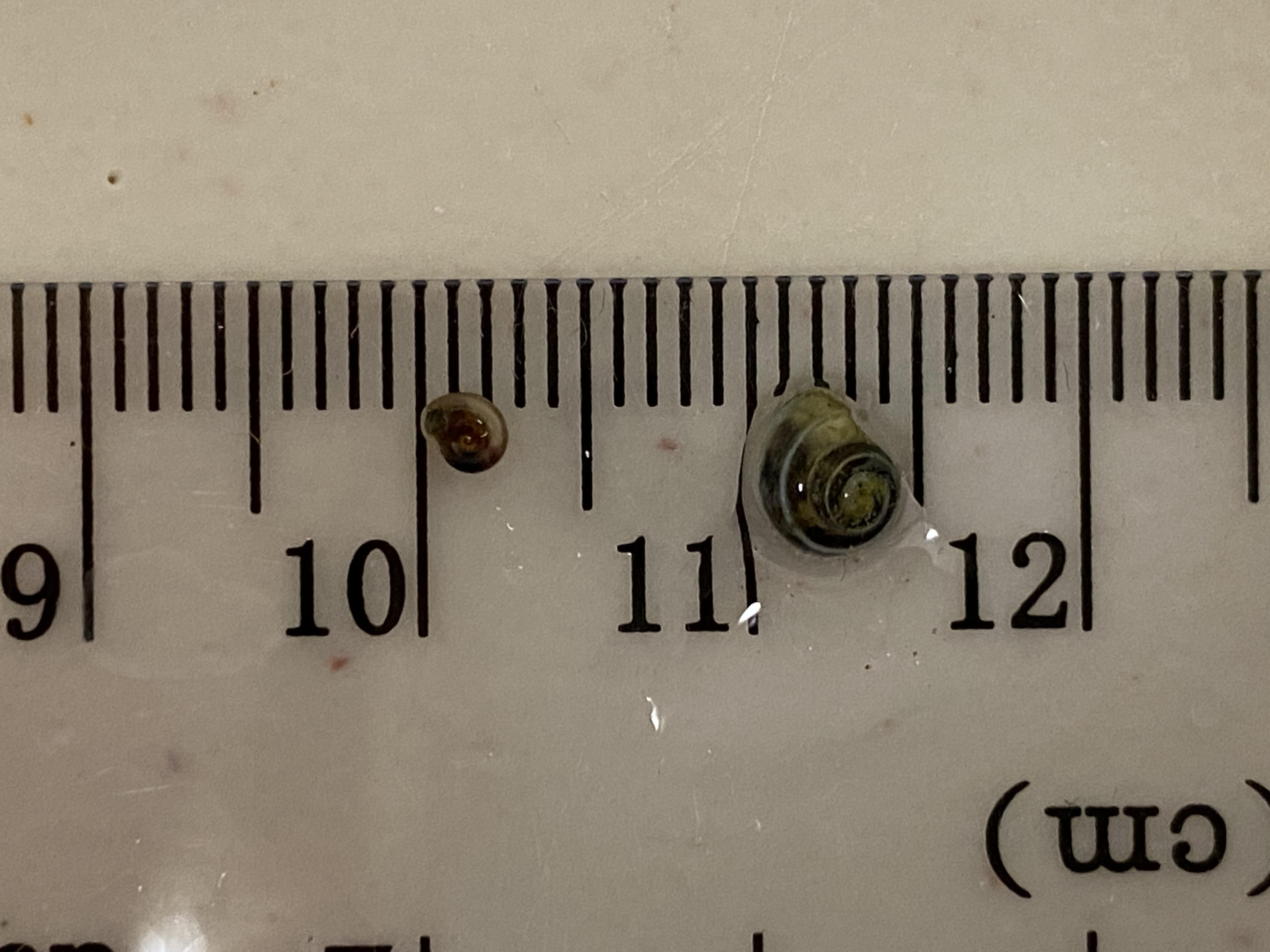 Freshwater Snail ID? Alberta, Canada r/snails