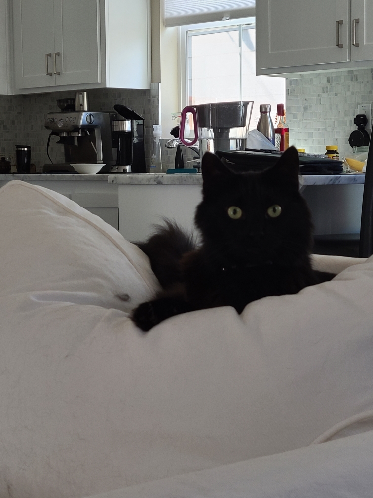 White couches...BAD IDEA!!! r/VoidCats