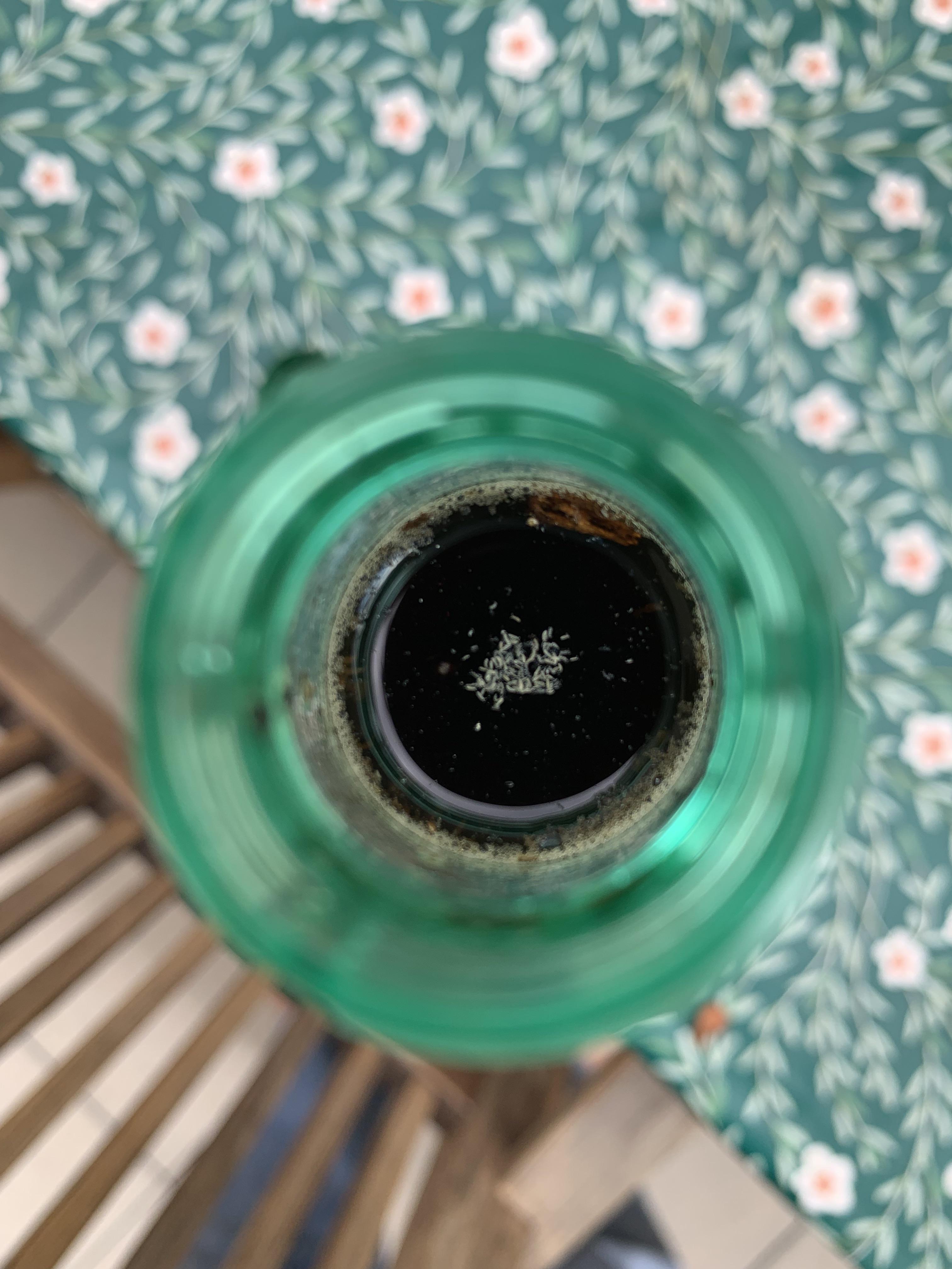 Found eggs floating on my compost juice, what is it? r/Vermiculture