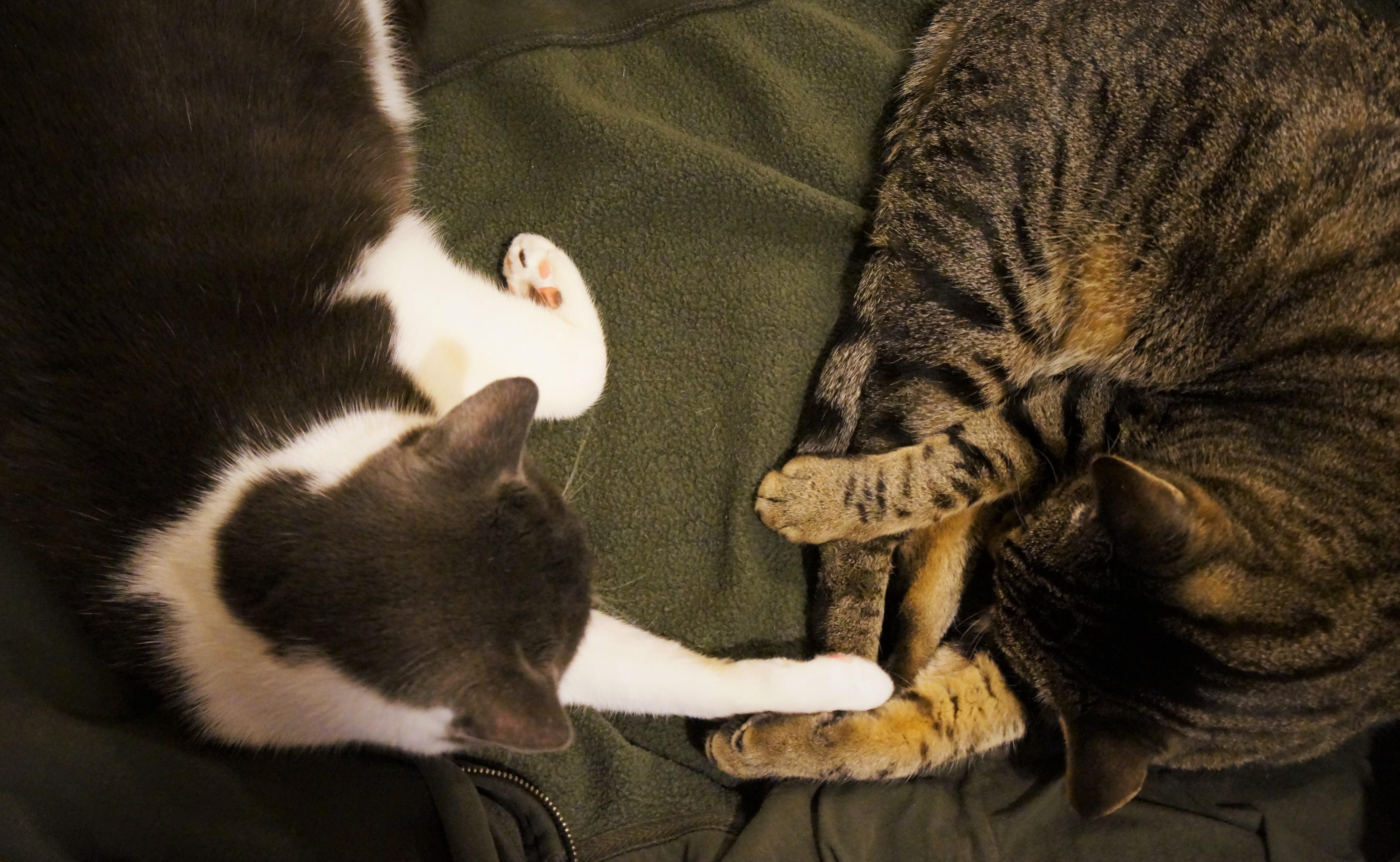 We hold paws when napping. That's what BFF cats do. r/aww