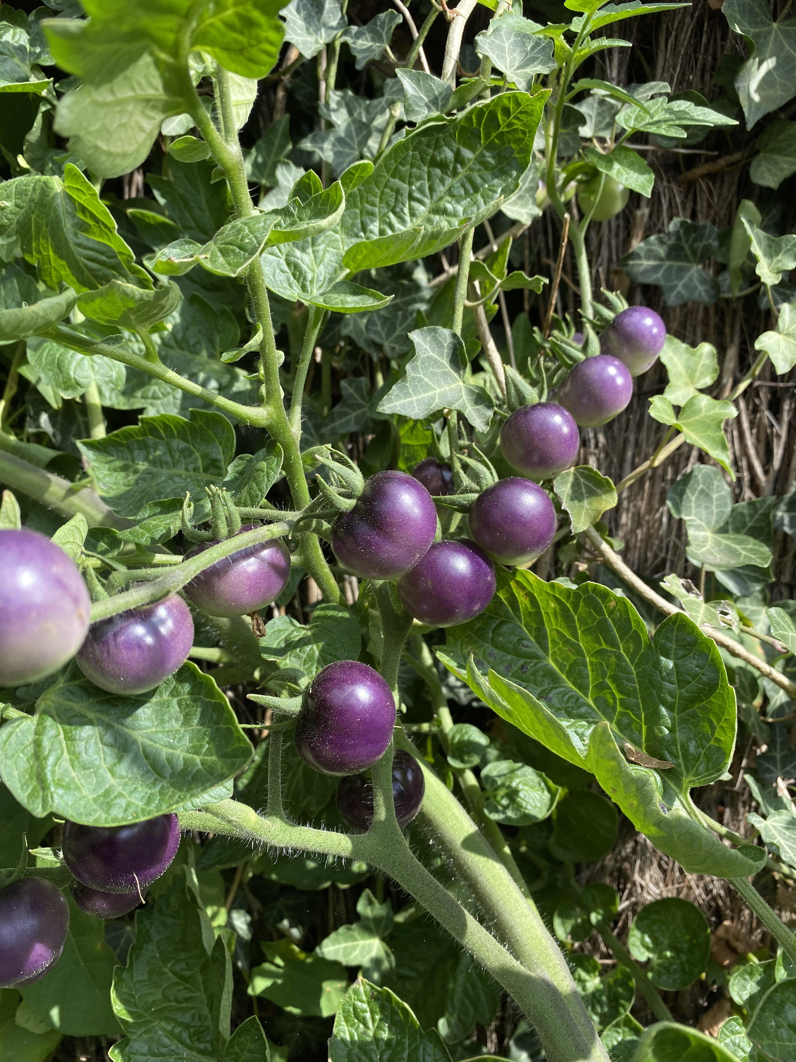 Purple tomatoes! r/gardening