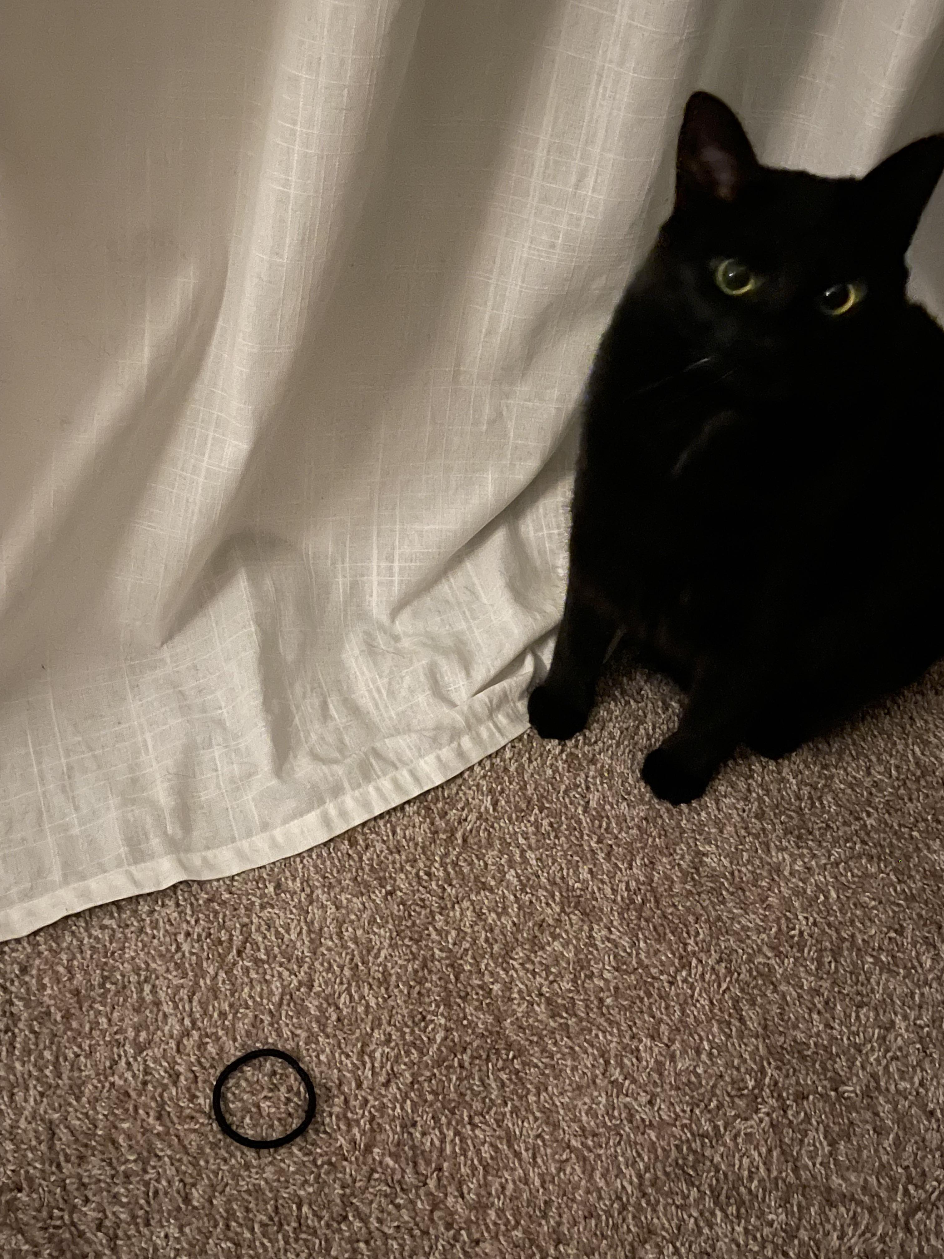 Here’s my little lady Zuri!!! I adopted her last year in Rochester, MN. Shes brought so much joy