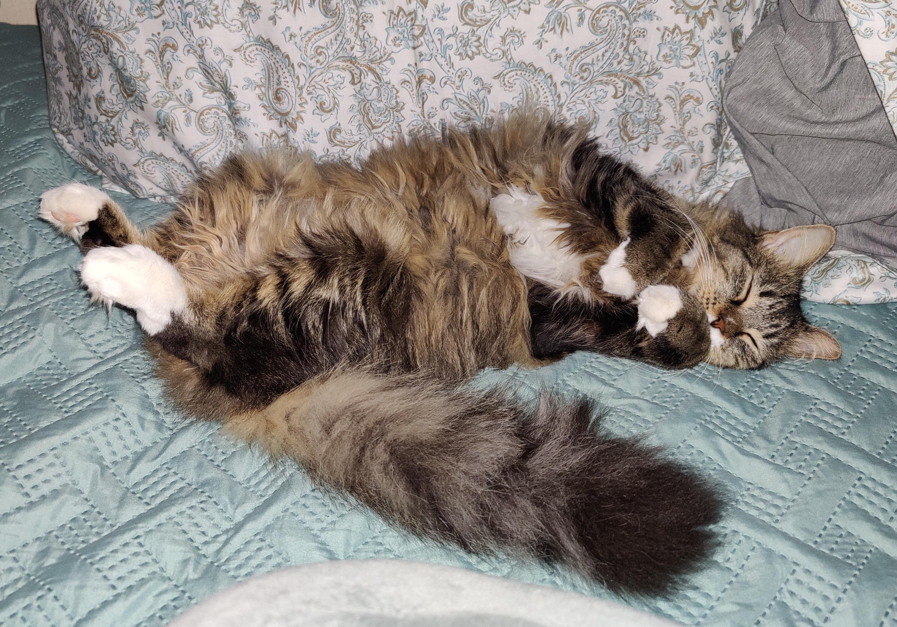 To dream a cat's dream... r/bottlebrush