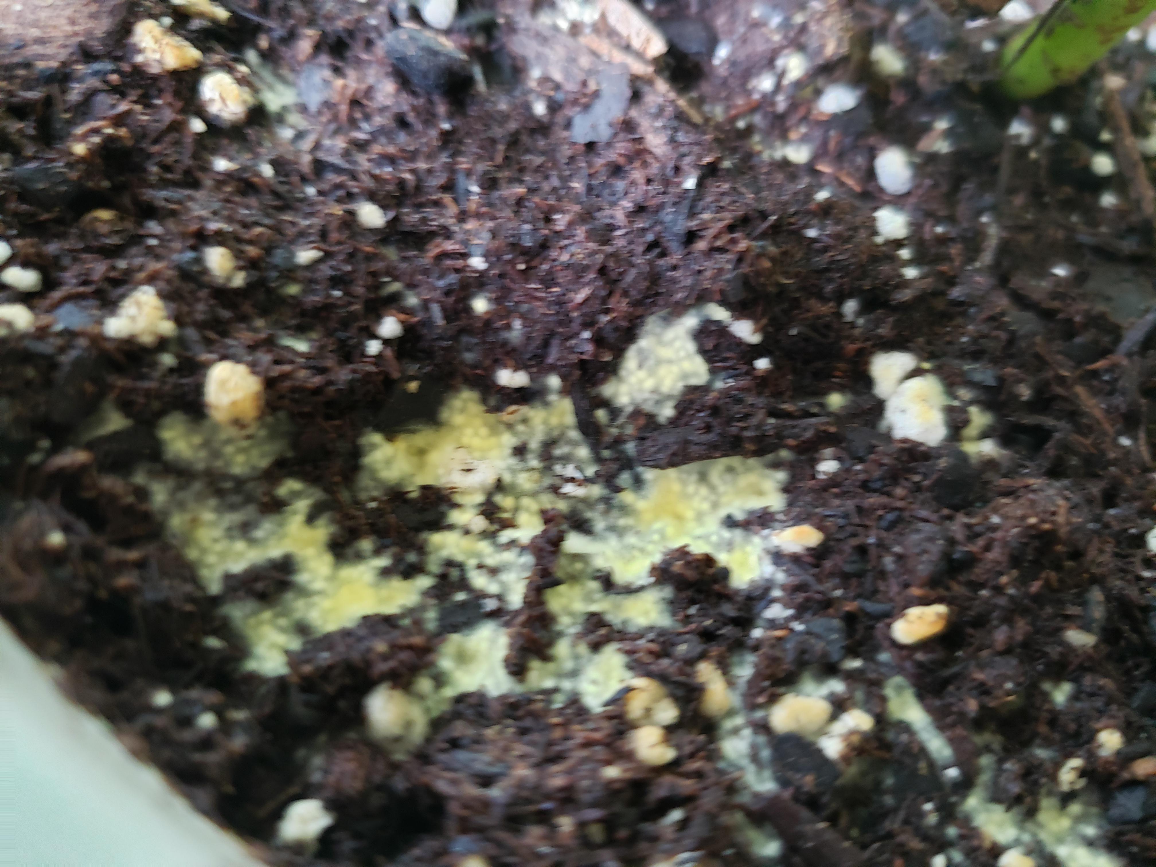 Kinda looks like slimy green mold growing in my potted plant is it OK