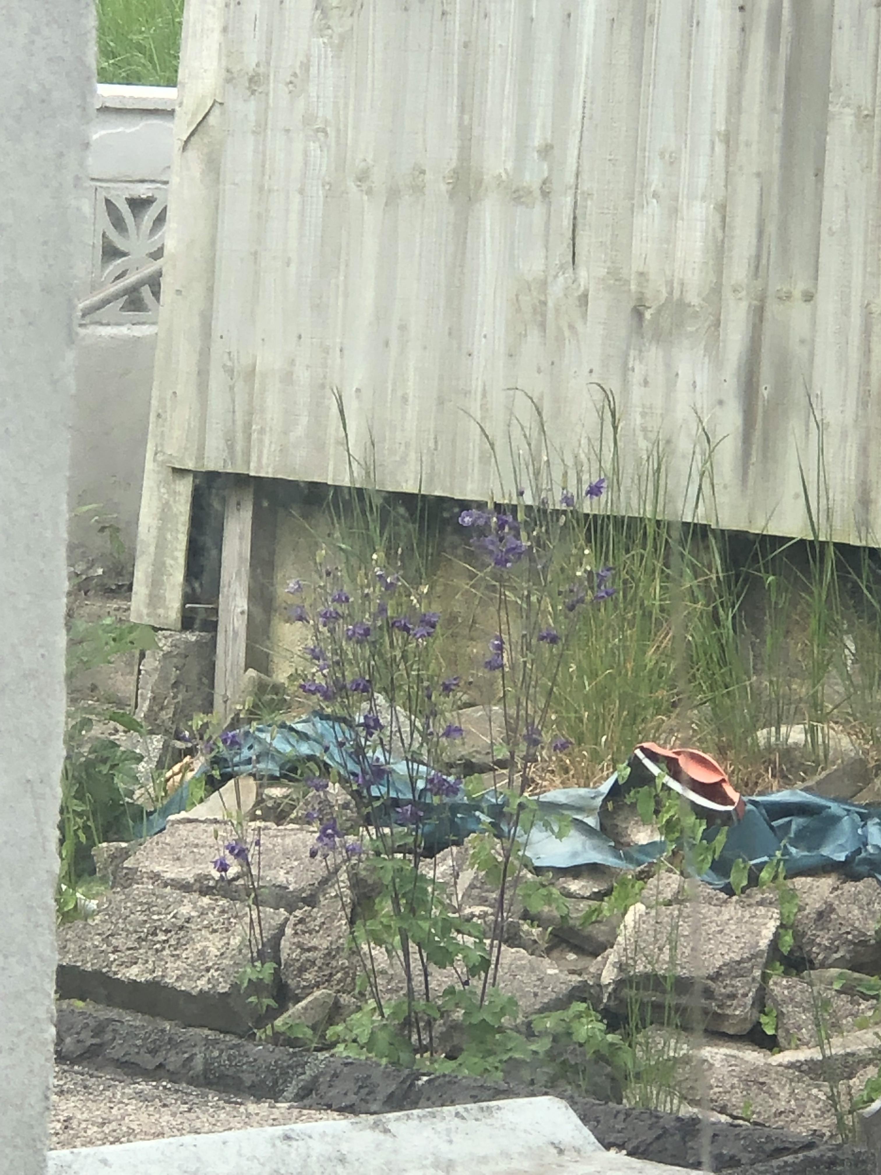 Why is my Neighbours garden turning into the game 👀 r/ElderScrollsBlades