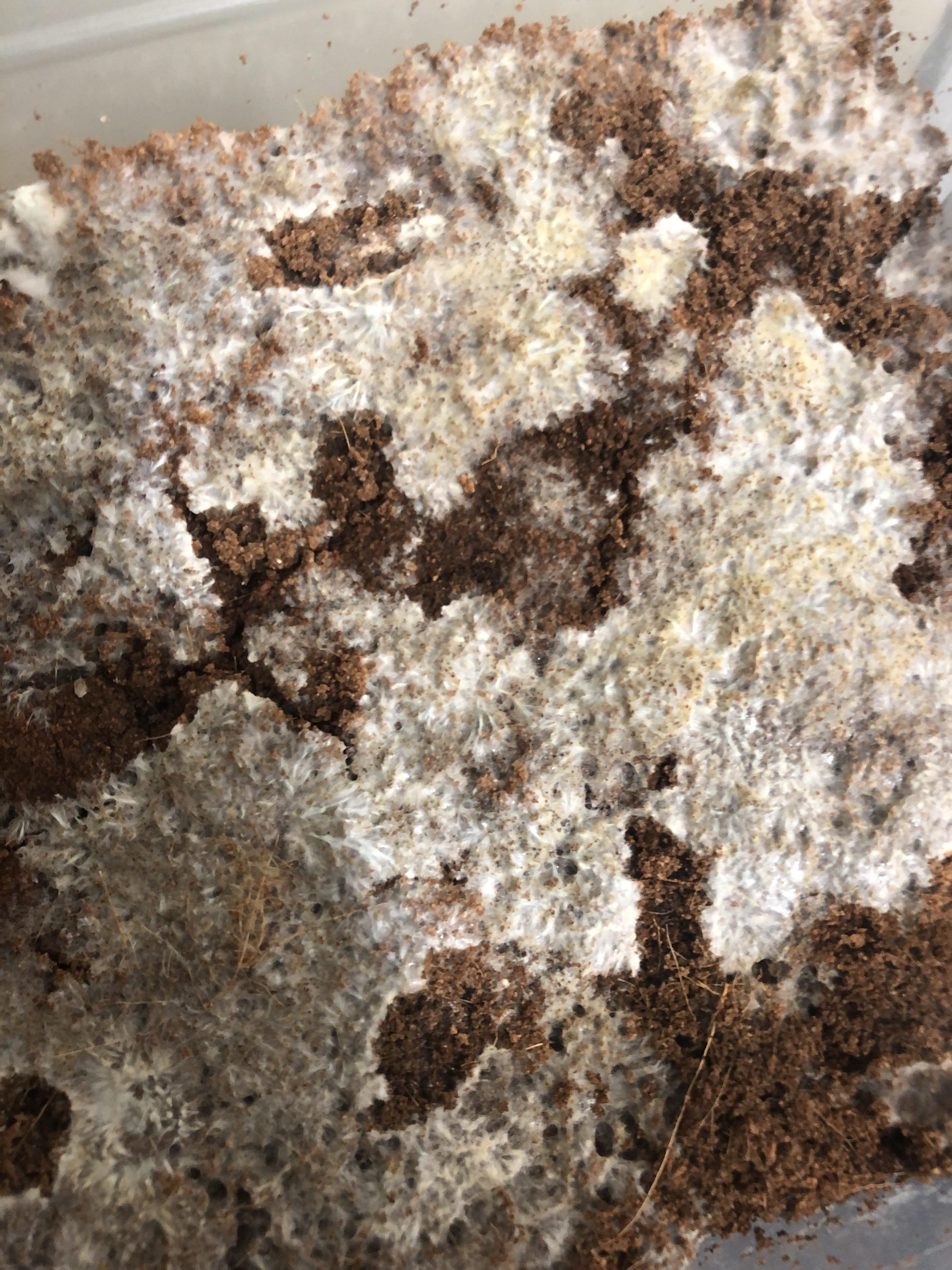 What does yellow mean ? r/unclebens