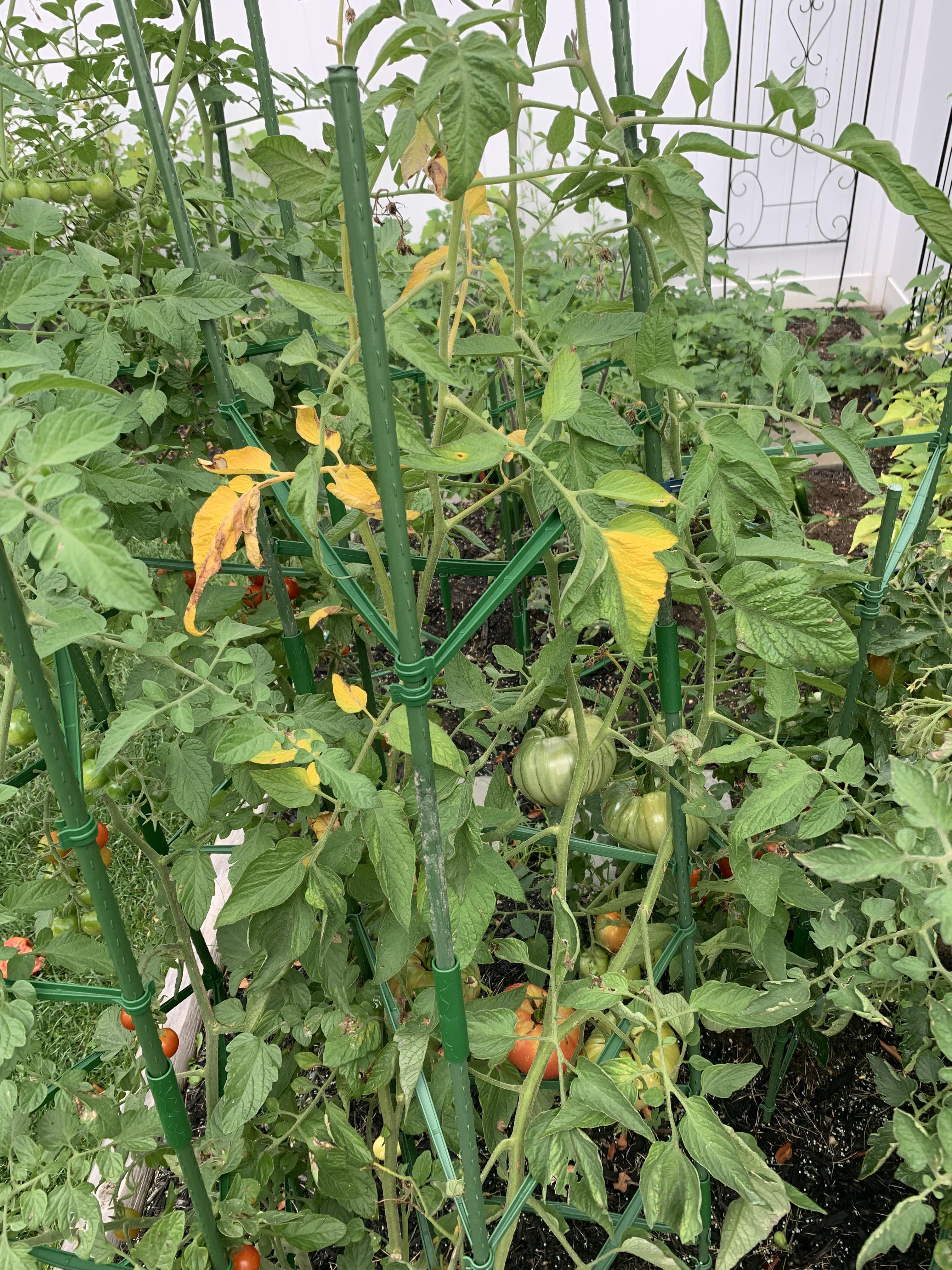Any idea what’s going on with this tomato plant? Leaves yellowing and