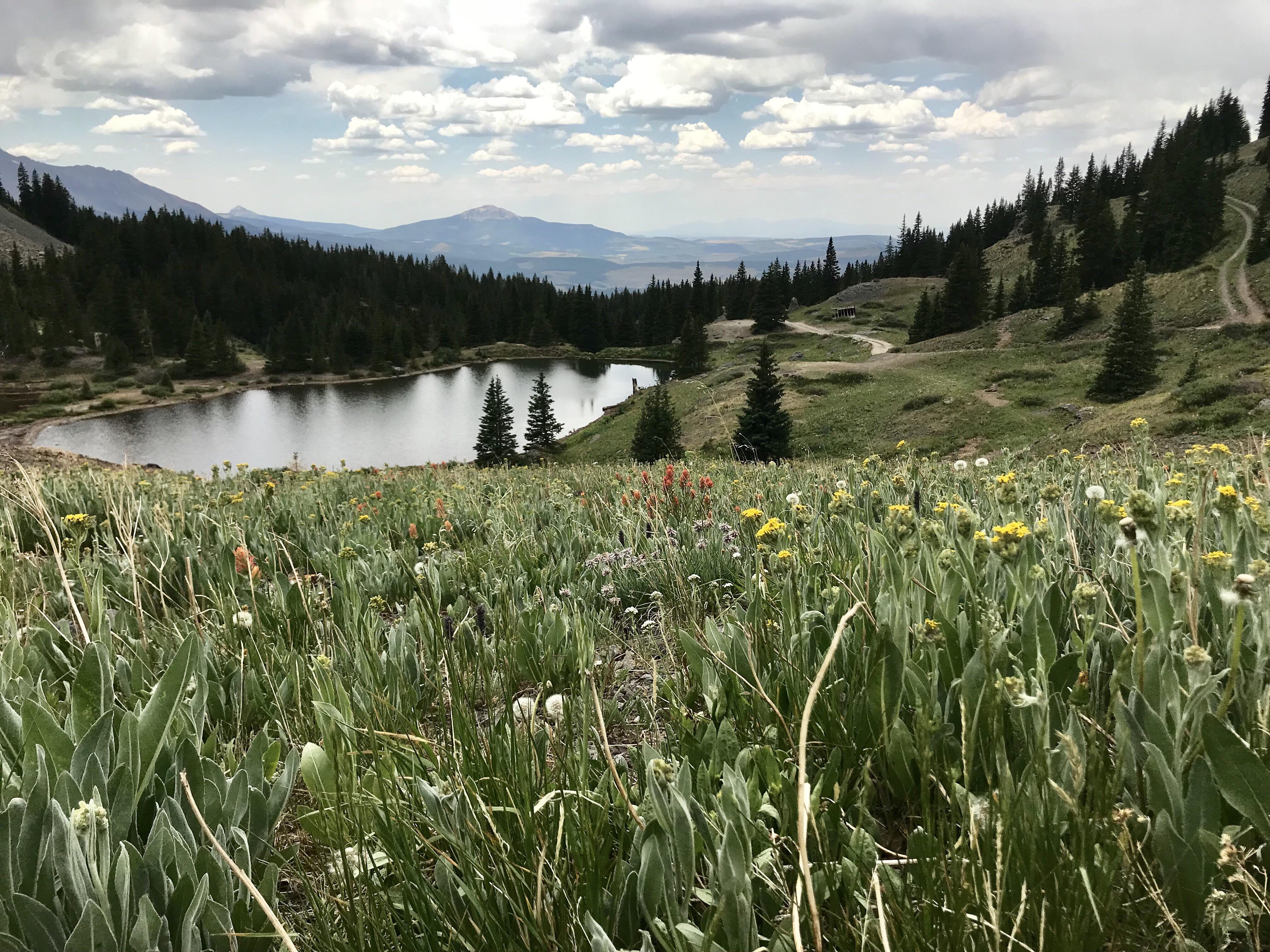 Wildflowers in Telluride,CO. Credit to my brother for such a great pic