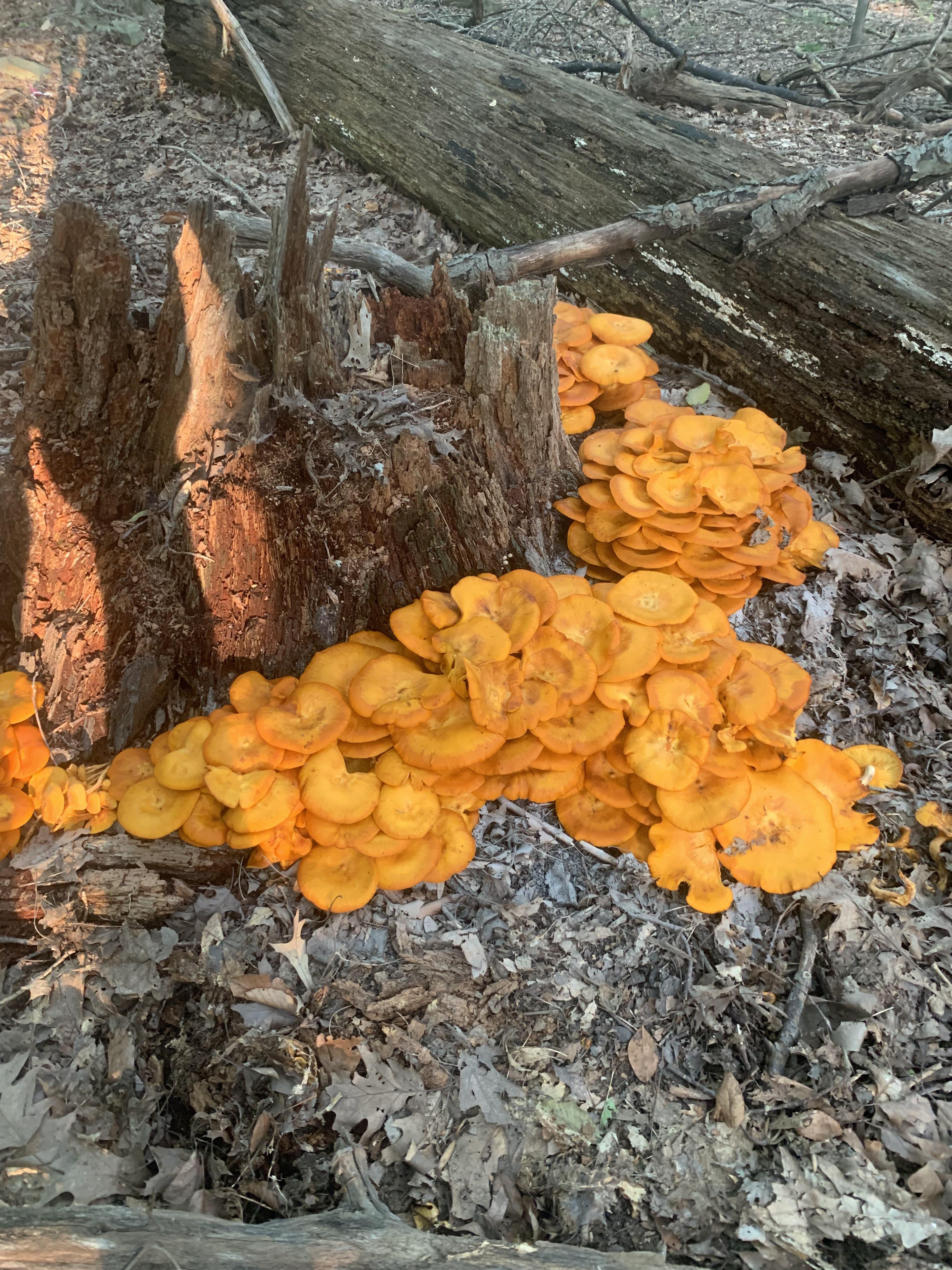 Chicken of the woods? r/foraging