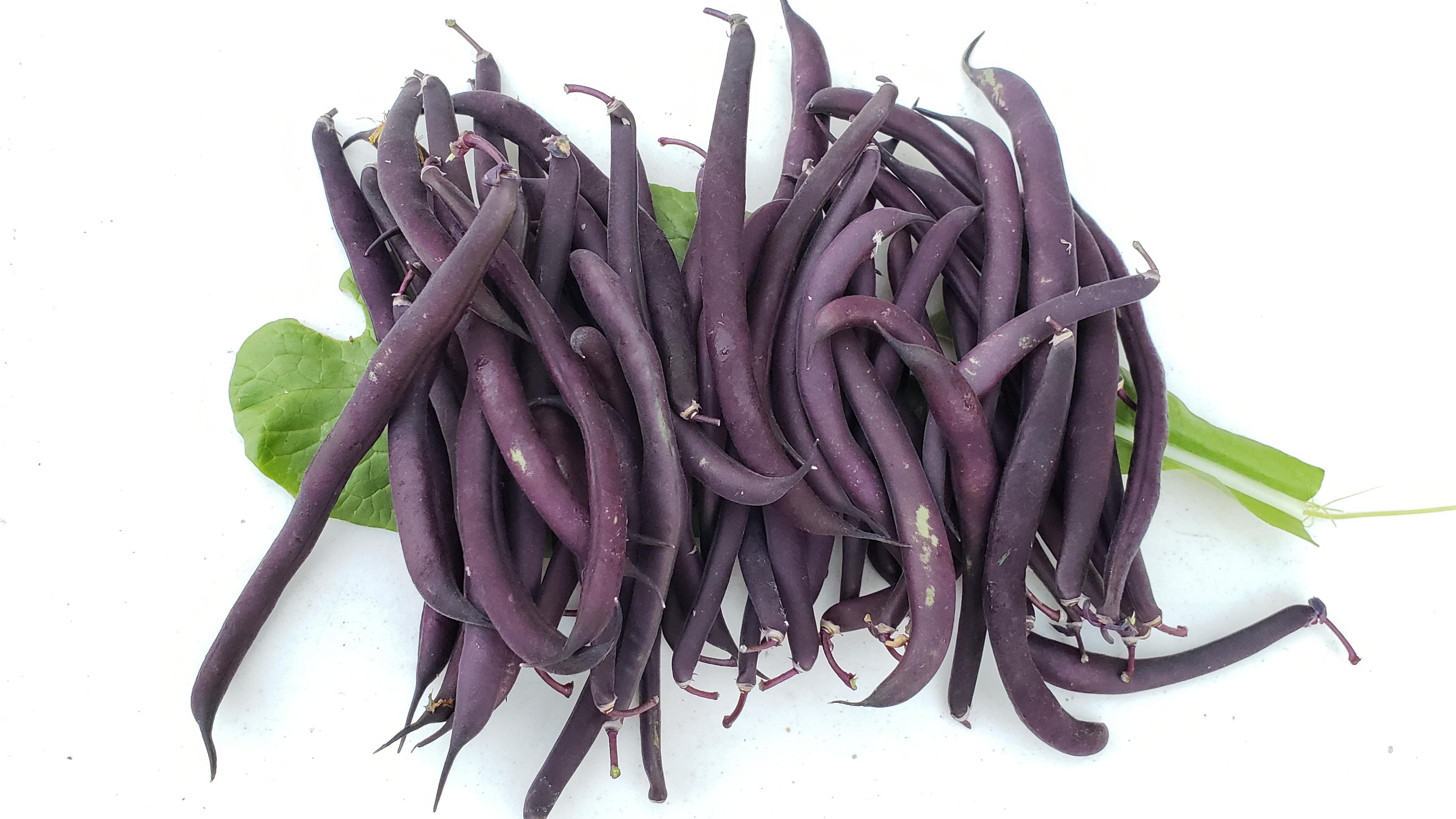 royal burgundy bush beans my first vegetable harvest! r/gardening