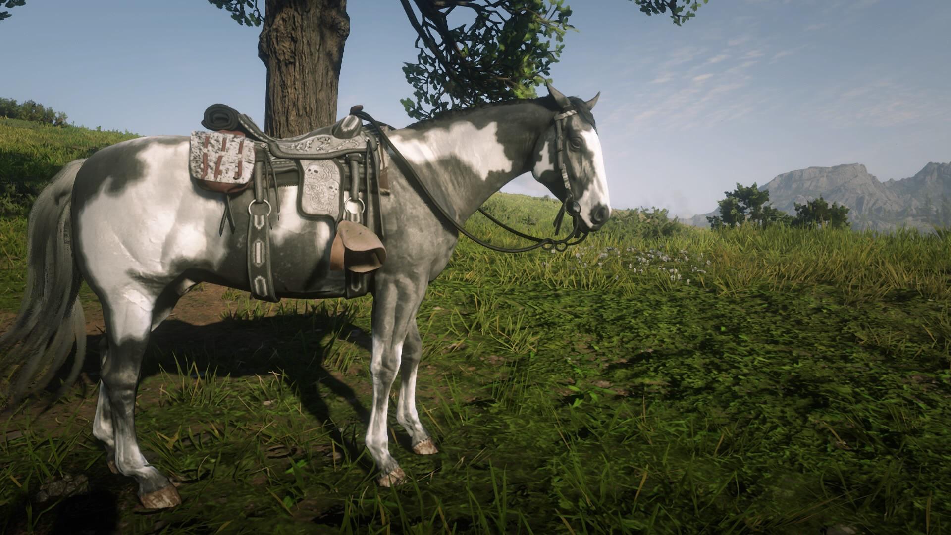 The Grey Overo American Paint (better known as Javier Escuella’s horse
