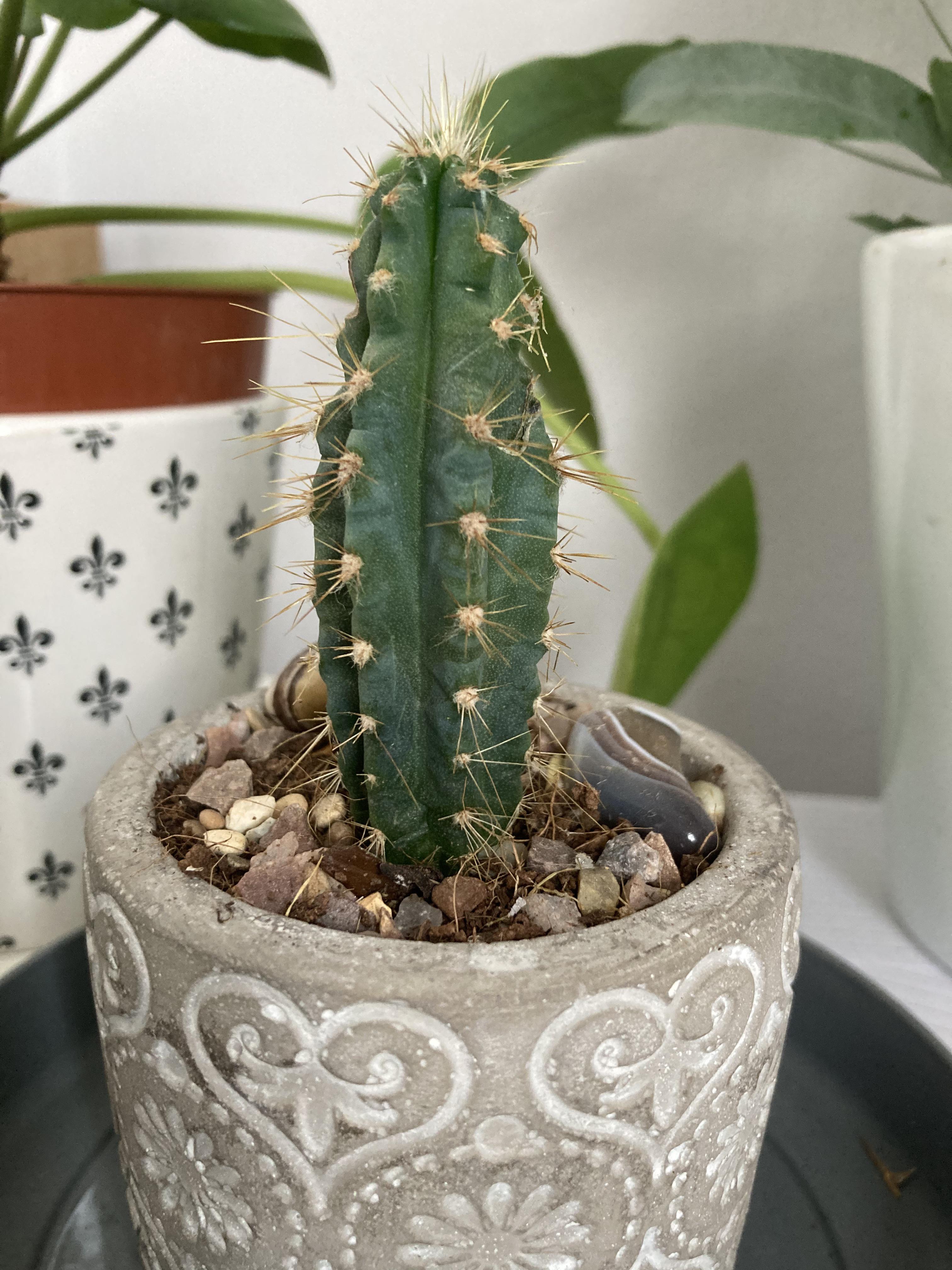 any idea what type of cactus this is? i bought it cheap with a fake