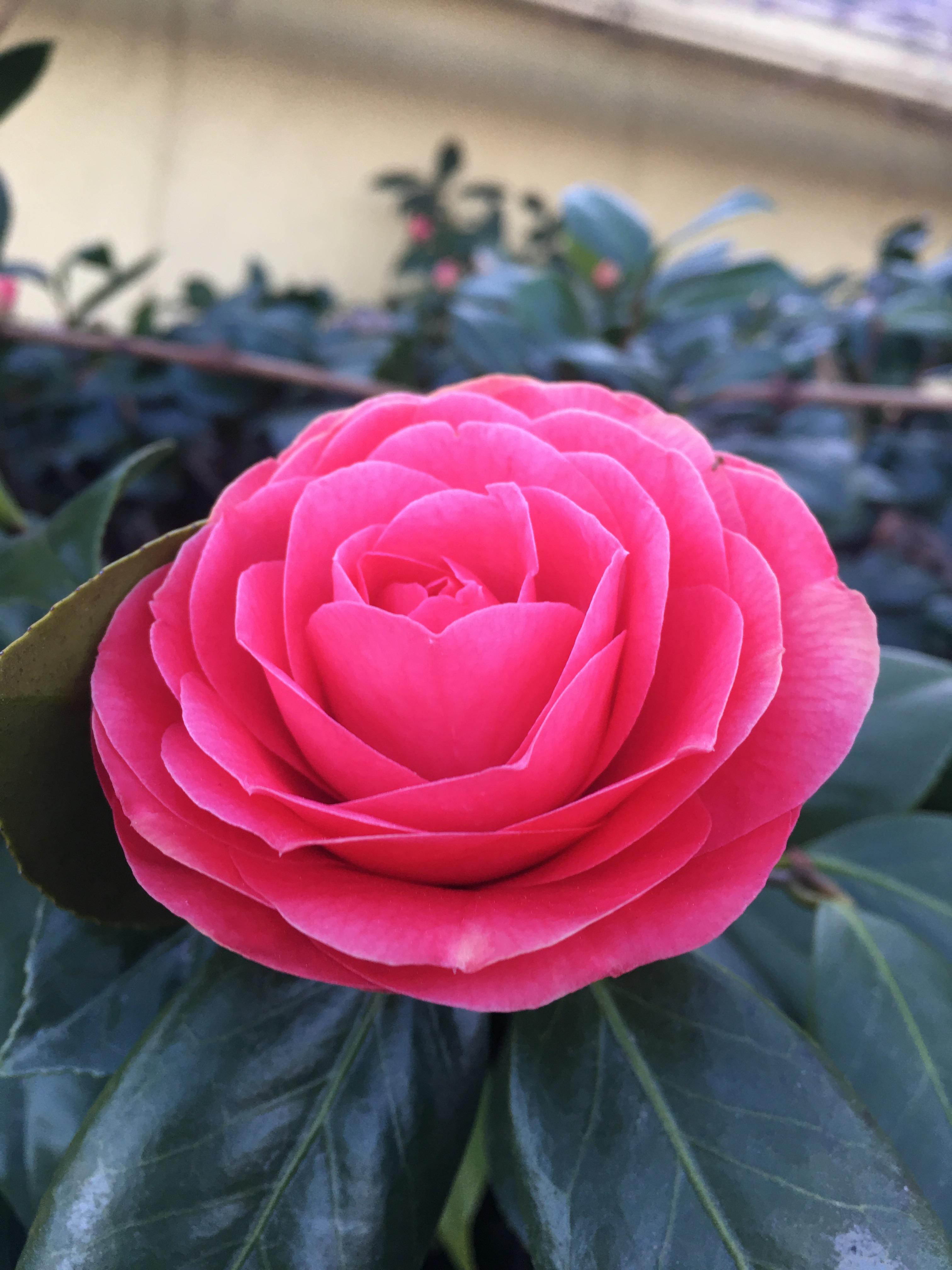 I’ll see your Chicago peach roses, and raise you this flower from my