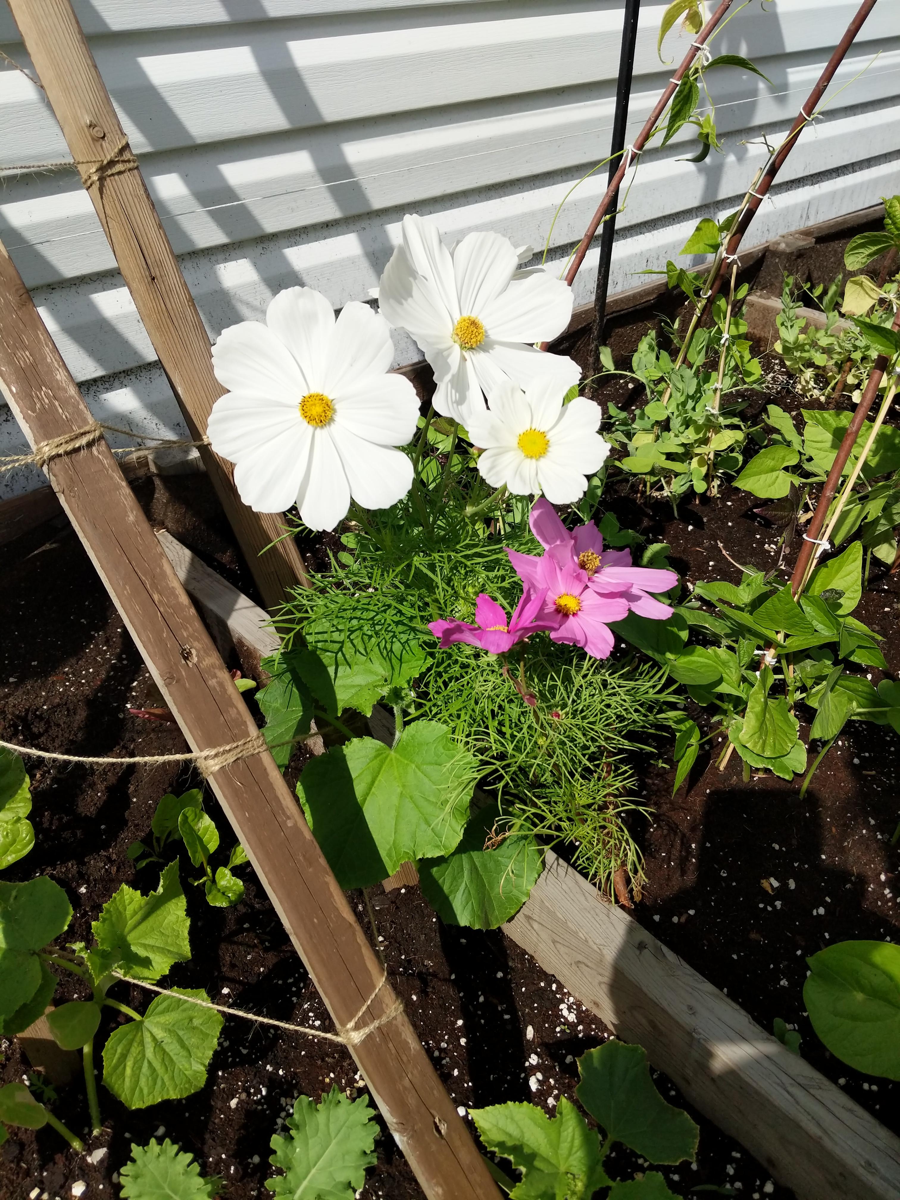 🌻🌼Miss Daisy takes too much space ..how big do they grow? Can't