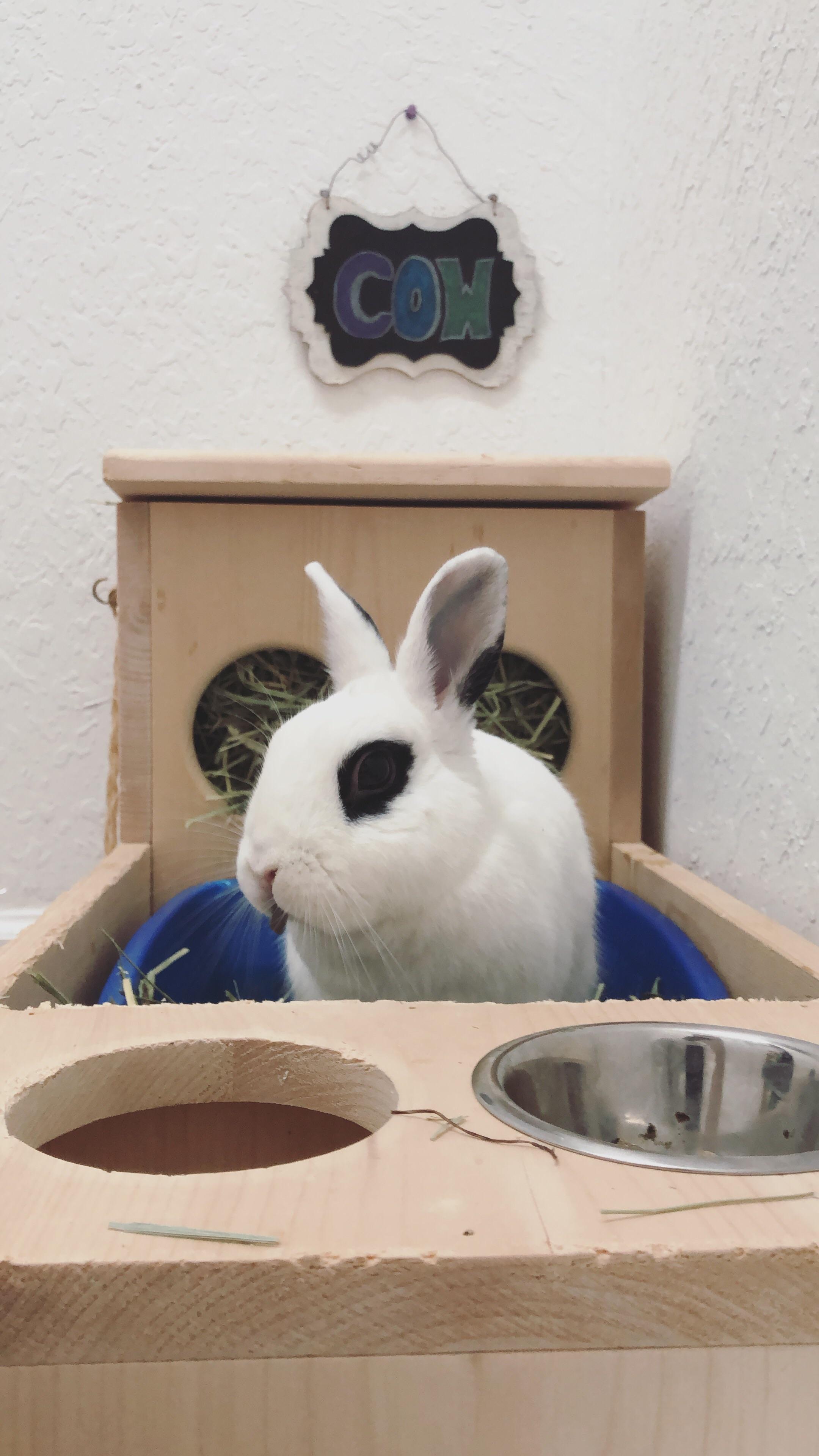 Making a mess in his litter box. r/Rabbits