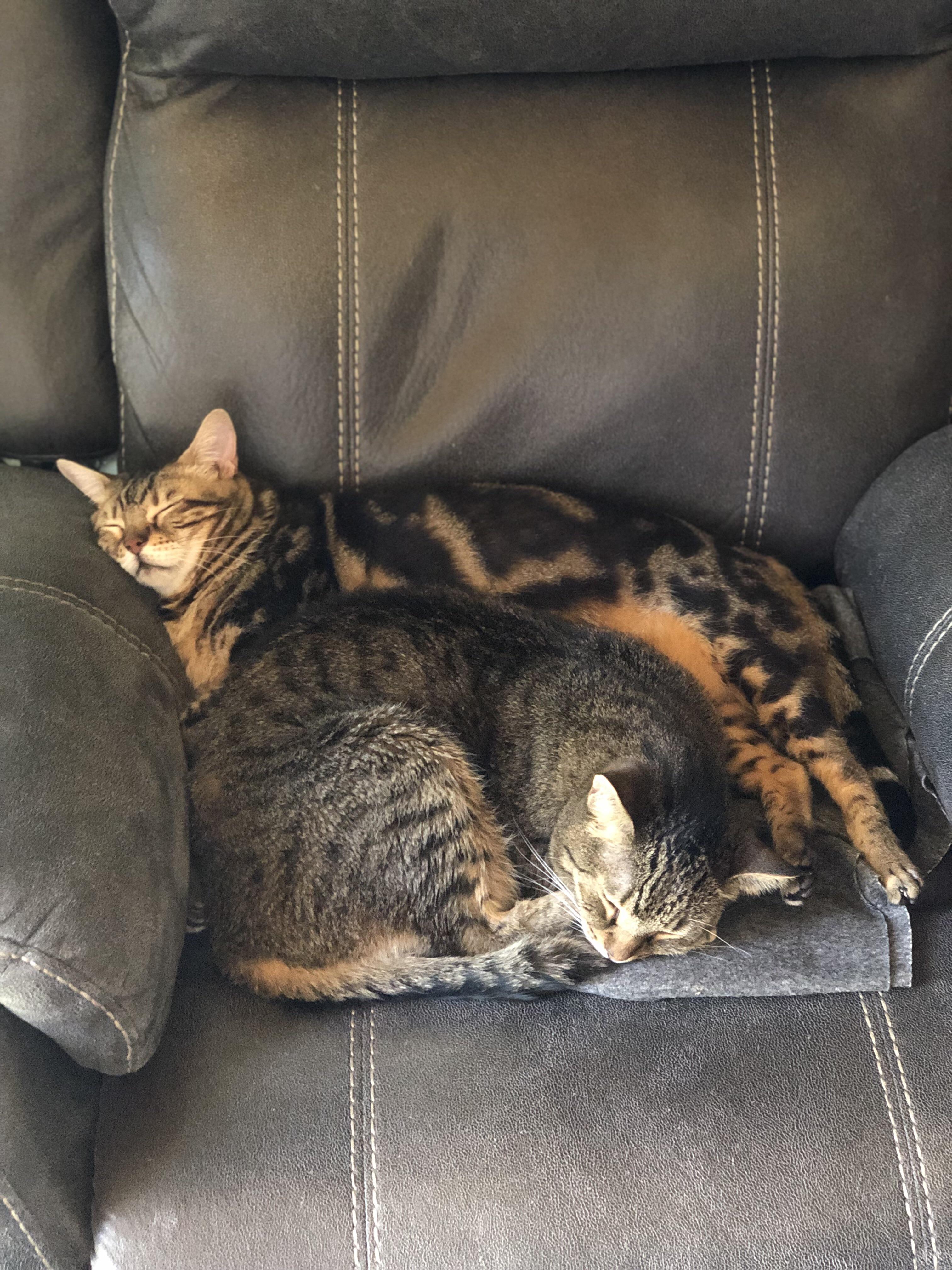 Well so much for sitting in my chair r/cats