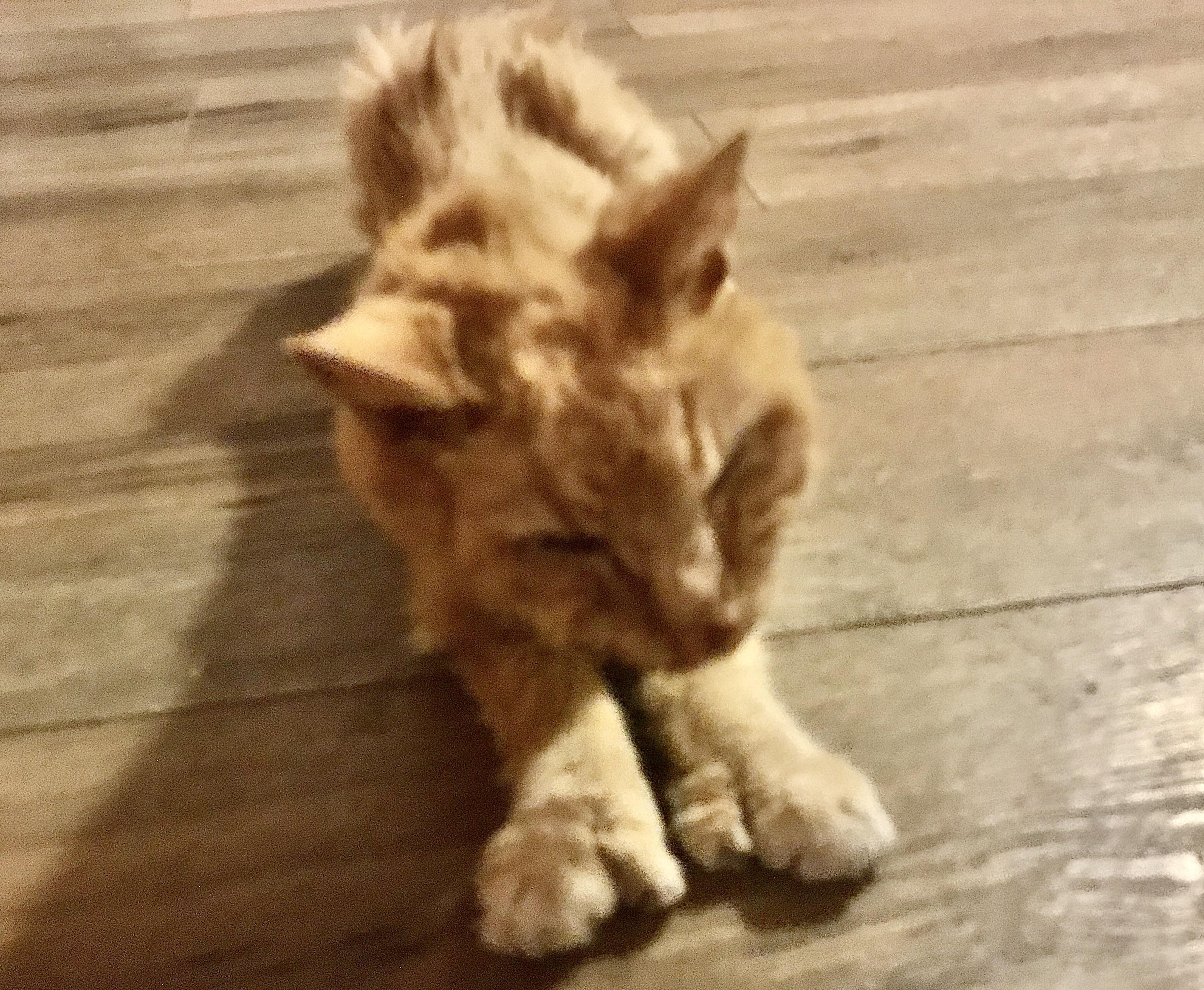 Sir Thomas Beans, the Great Golden Gentleman. 18 years old, deaf, and a quarter of his former