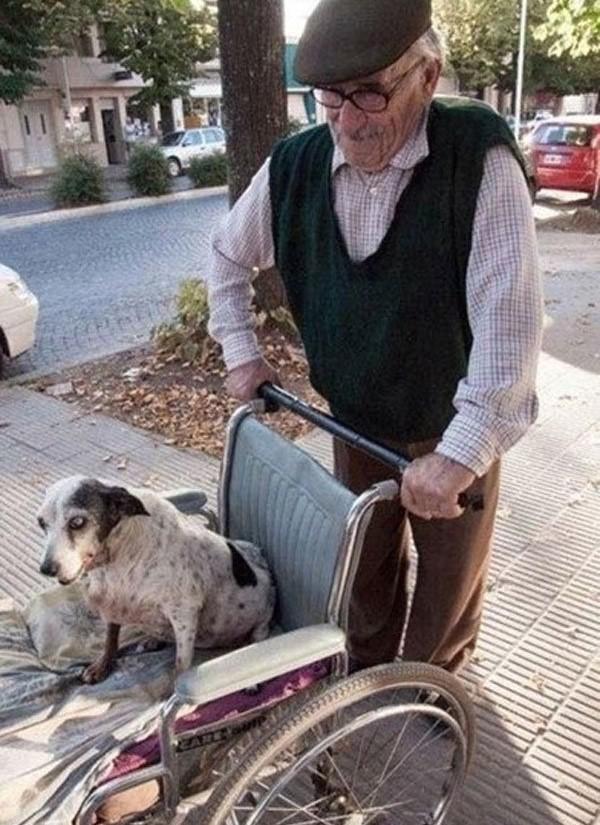 This man’s dog can’t walk anymore, so he takes her out for her daily
