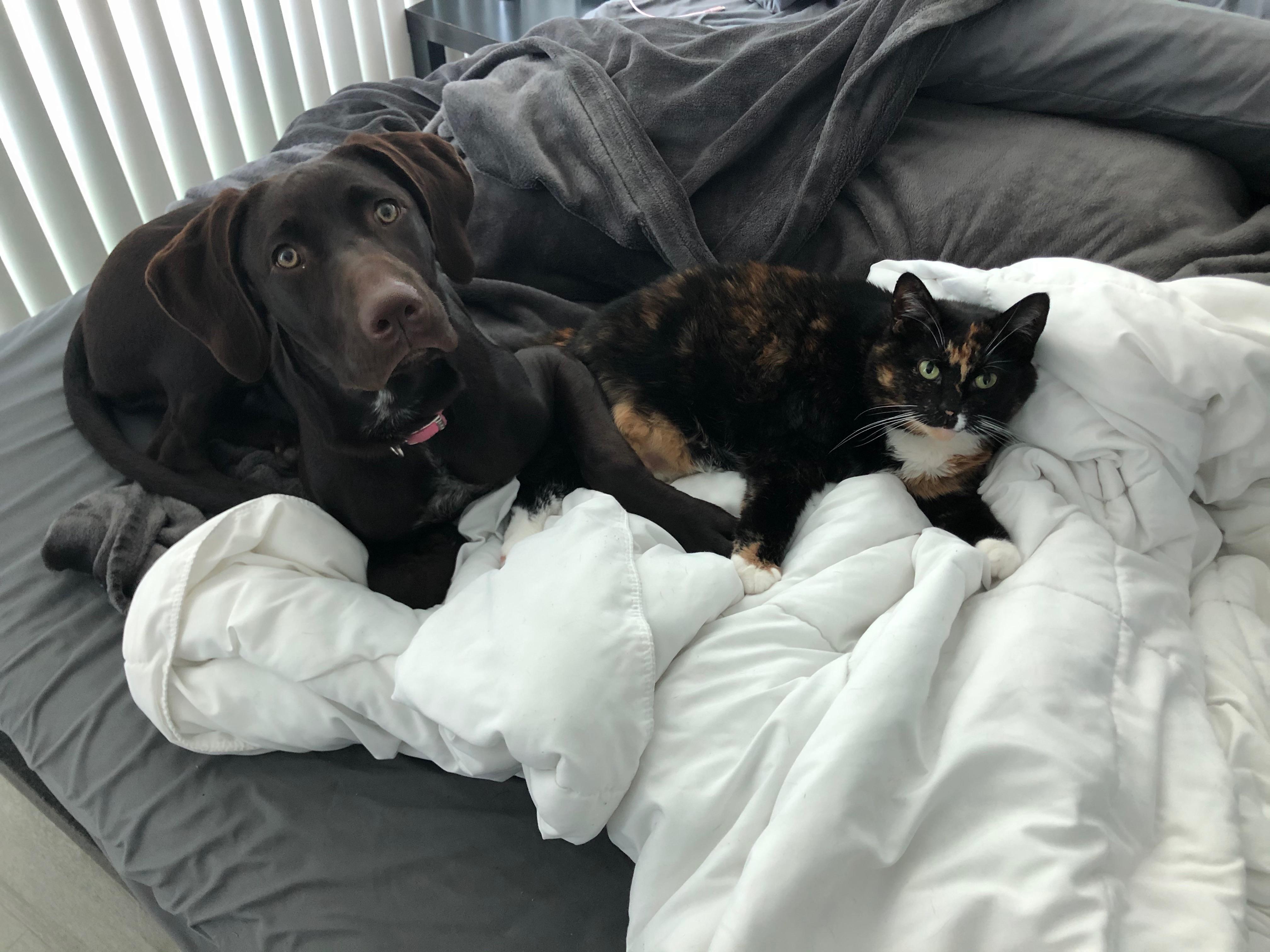 Does your GSP love cats like mine? r/GSP