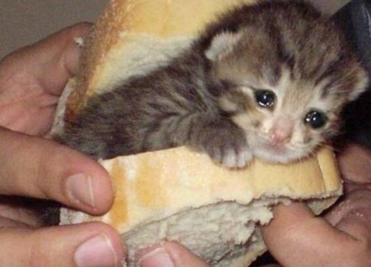 cat sandwich r/Eyebleach