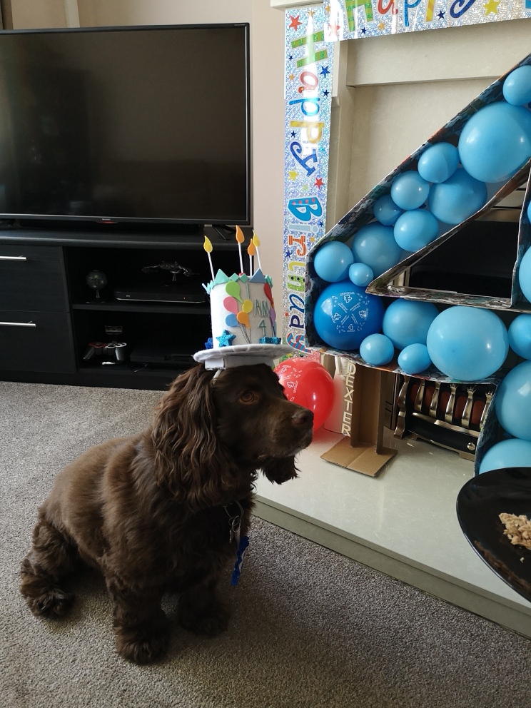 Was the dogs birthday yesterday, favoritism shows with the tuna cake
