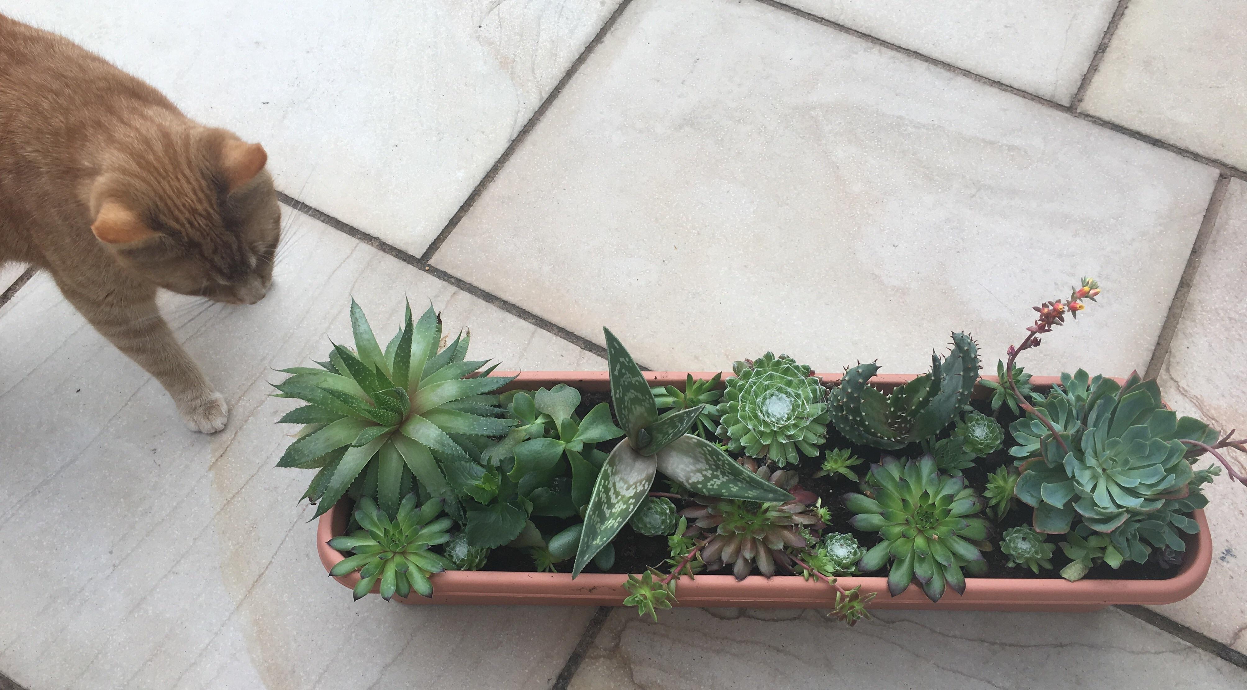 My quite crowded succulent tray with a bonus cat r/succulents