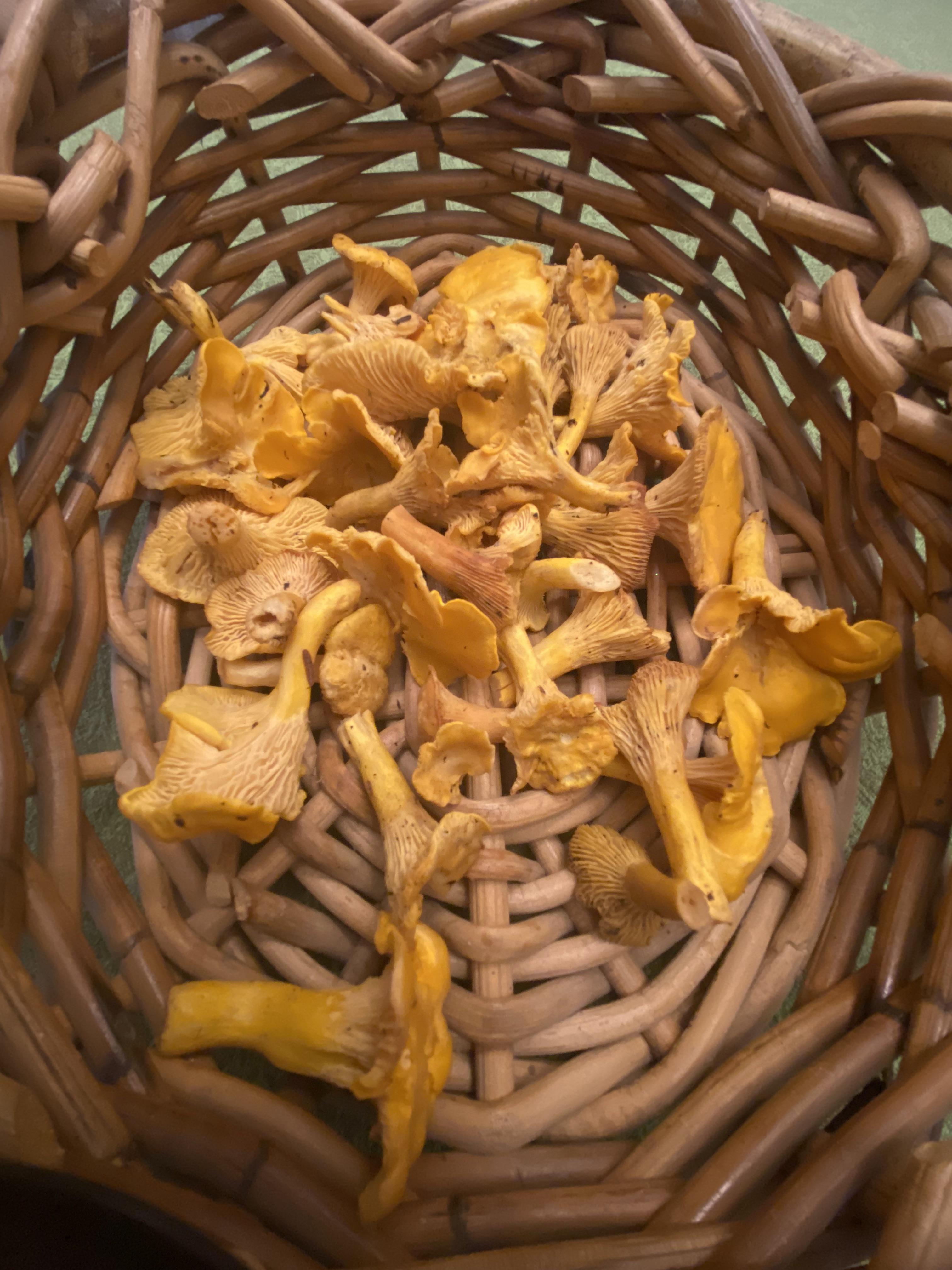 First mushroom forage in Nova Scotia. I'm pretty sure these are all