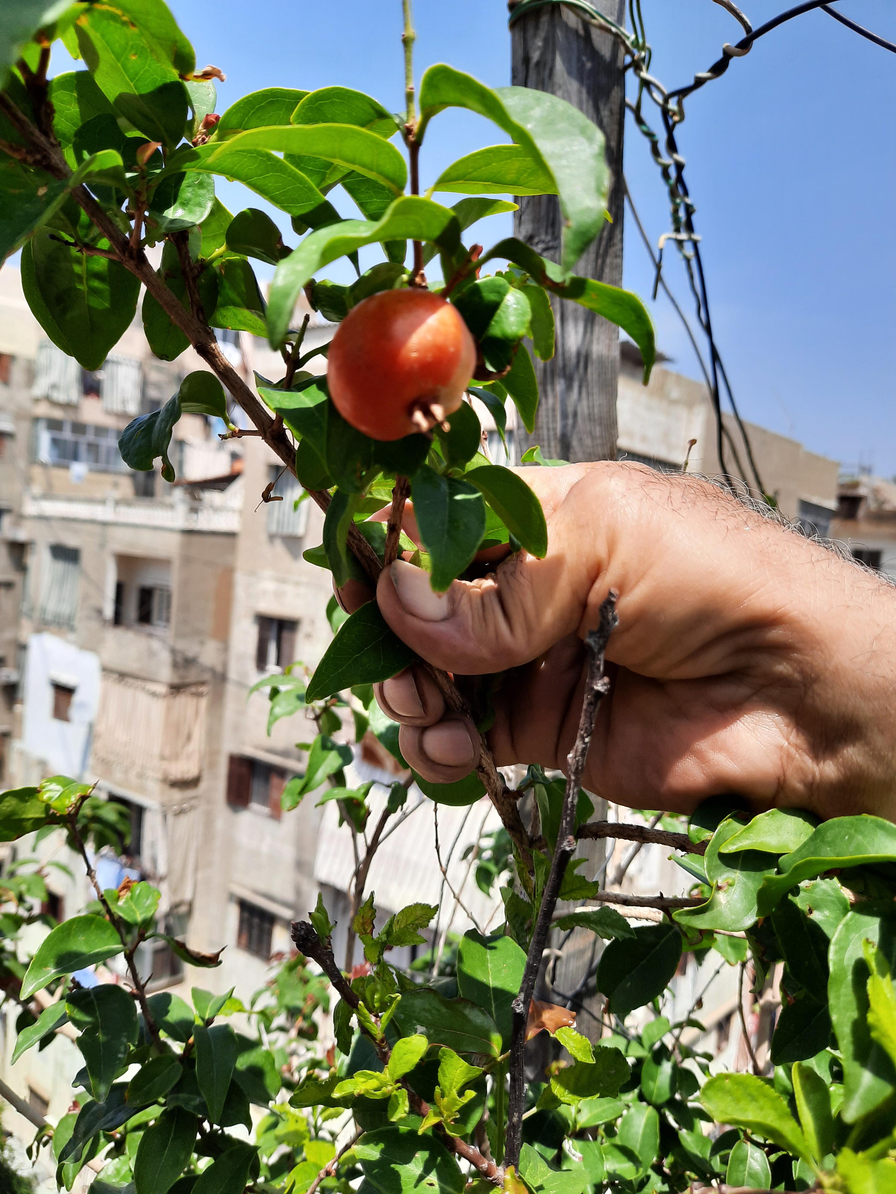 What is this fruity plant? [Lebanon] [Gifted Plant] r/PlantIdentification