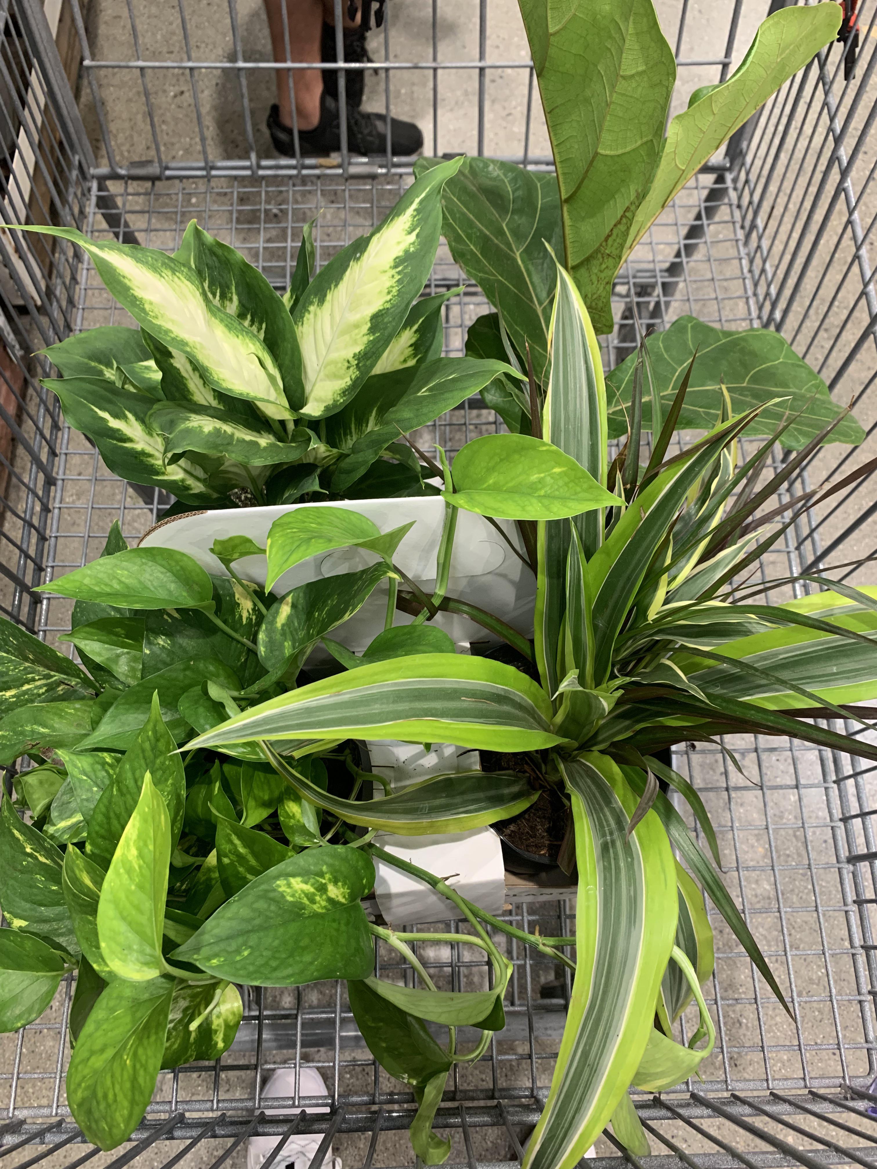 30 for 4 plants from Costco! r/houseplants