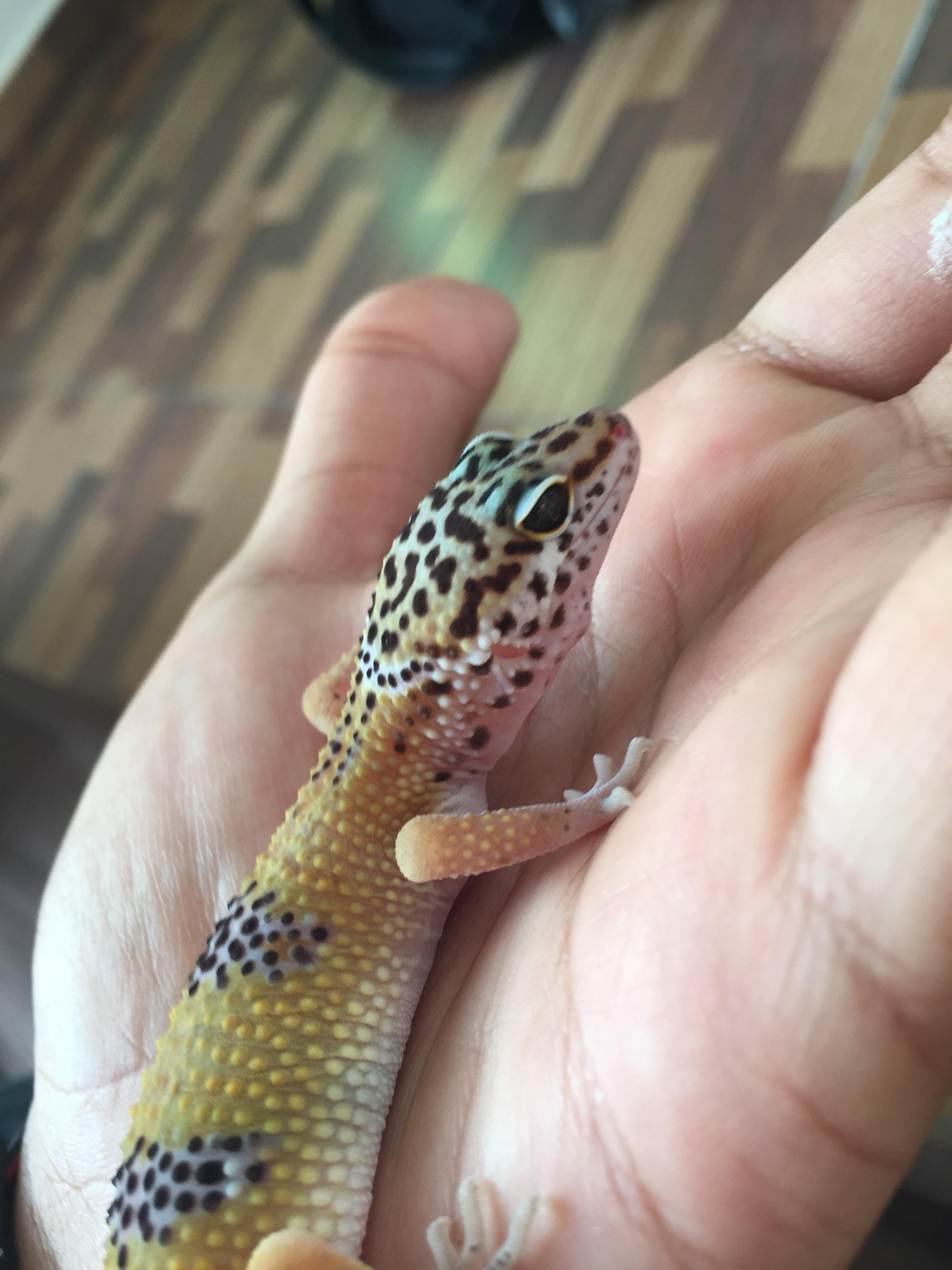 Meet Lepat ! My High Yellow Leopard gecko leopardgeckos