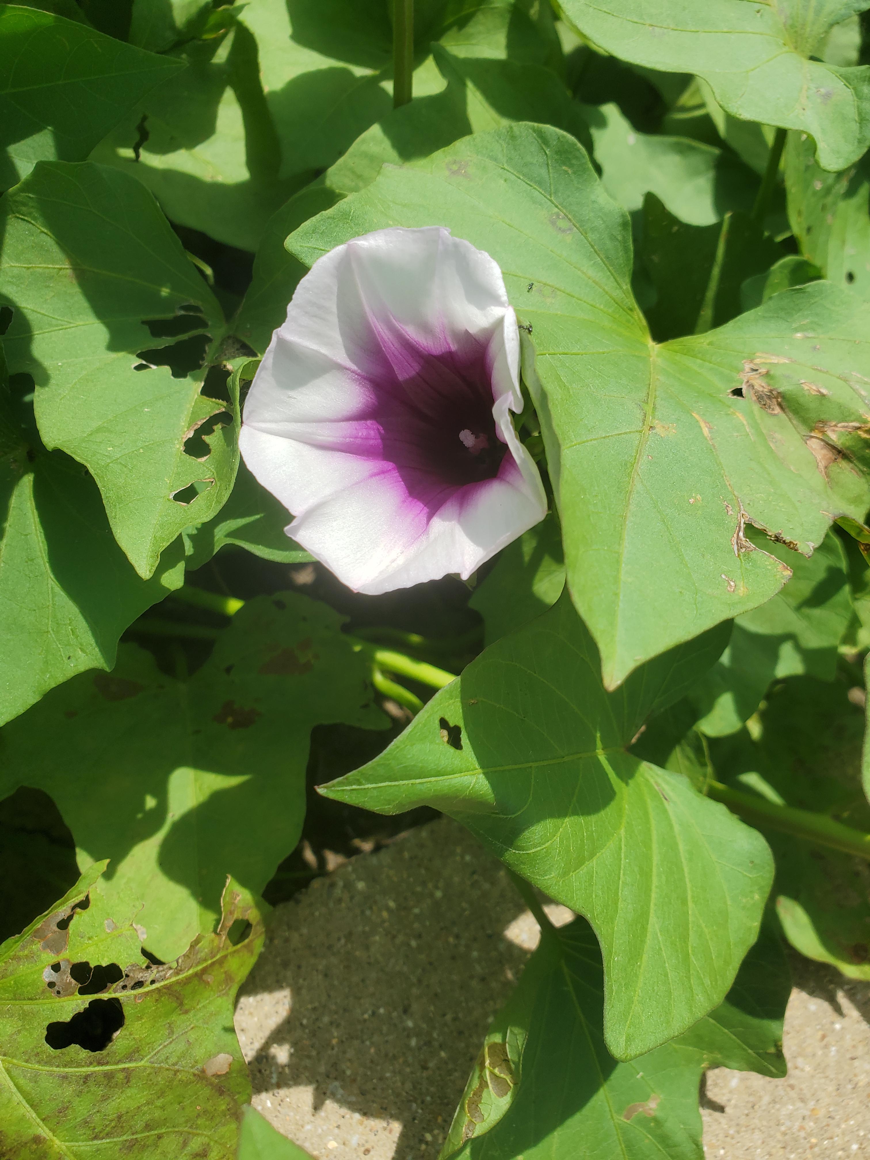 Our sweet potatoes put out a flower! r/gardening
