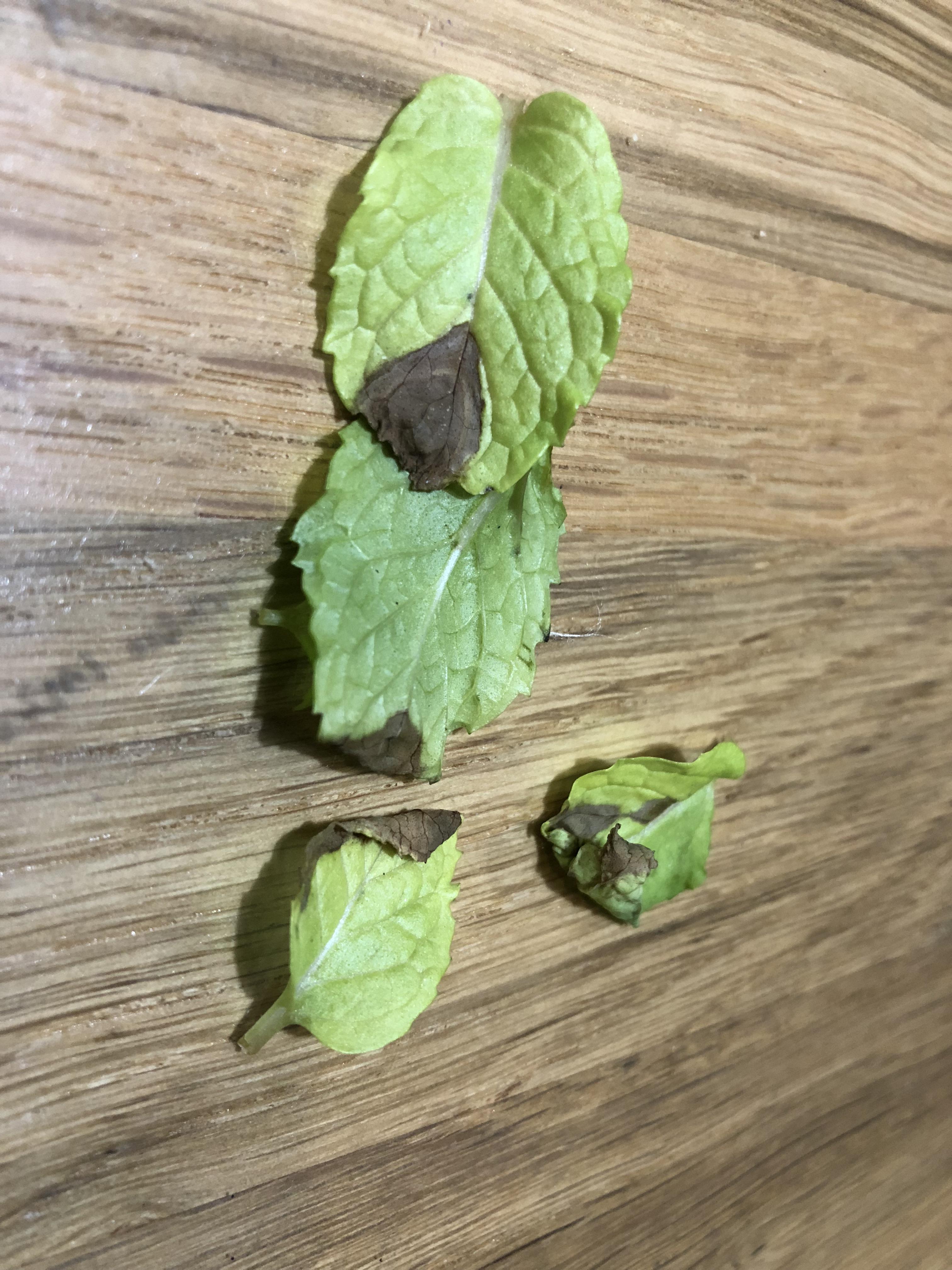 Need some help to keep mint plant alive. r/gardening