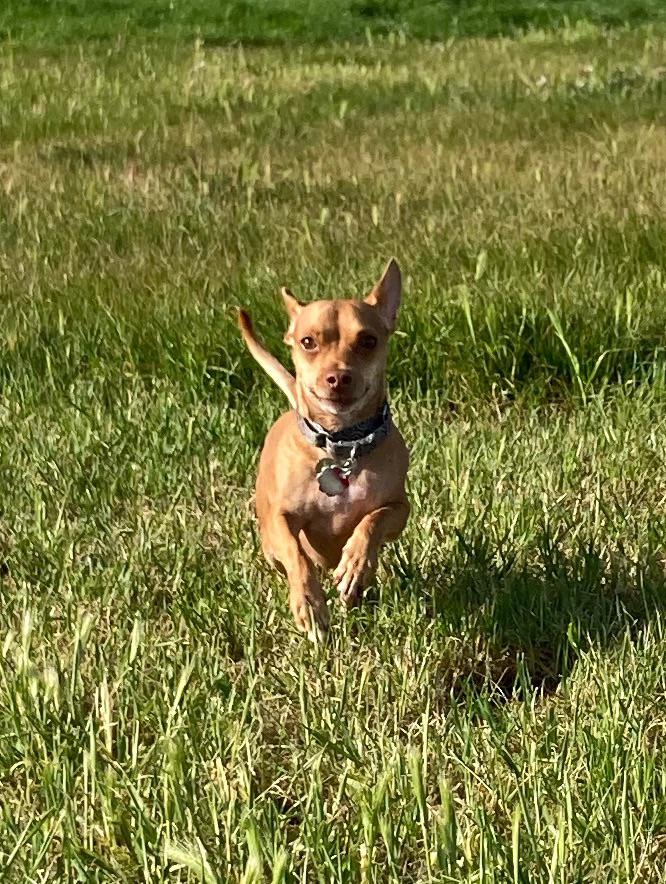 Dog friendly Bars/hang spots in downtown Madison? Pic of my dog for