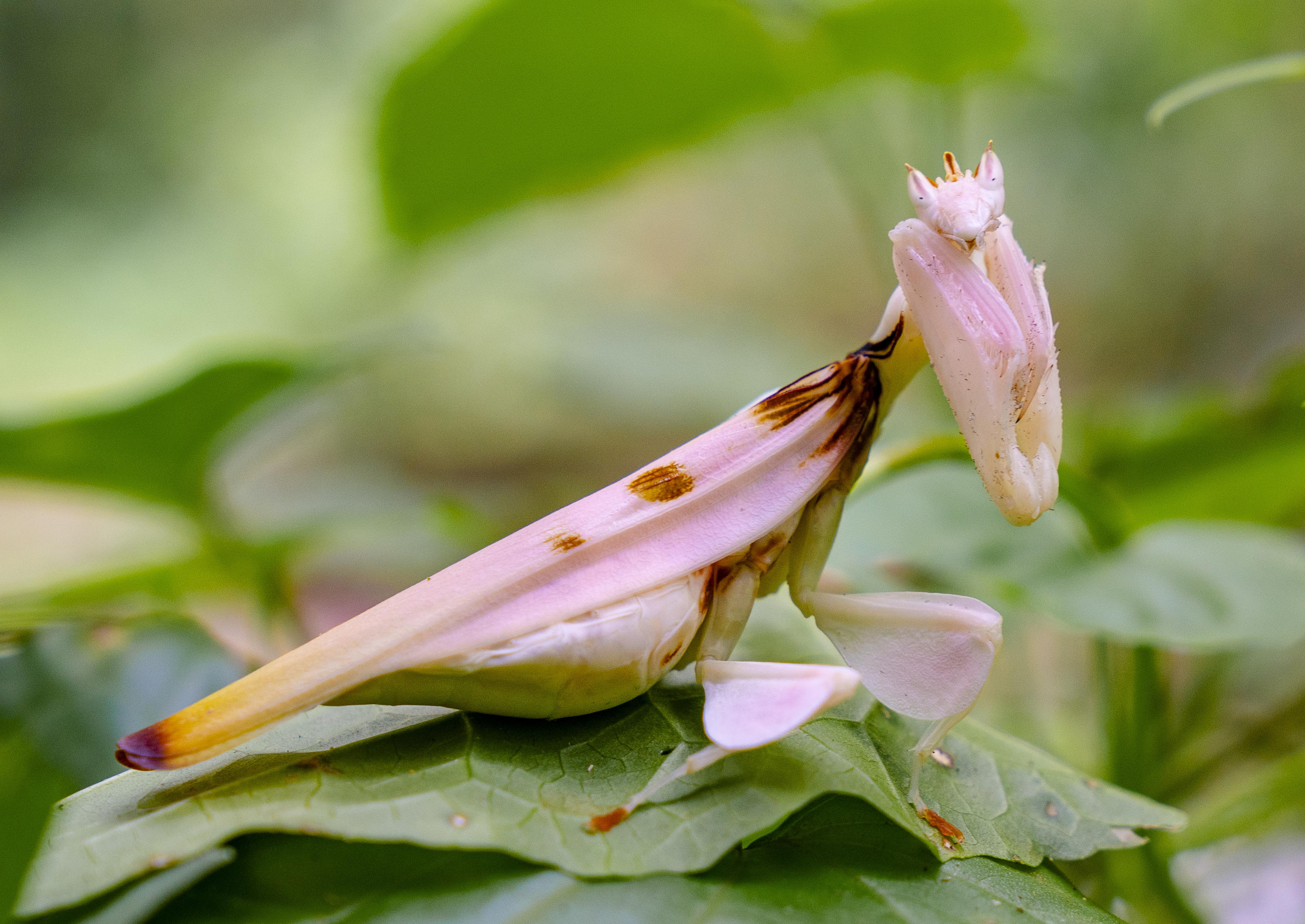 Hymenopus coronatus AKA the Orchid Mantis. Spotted in the wild today