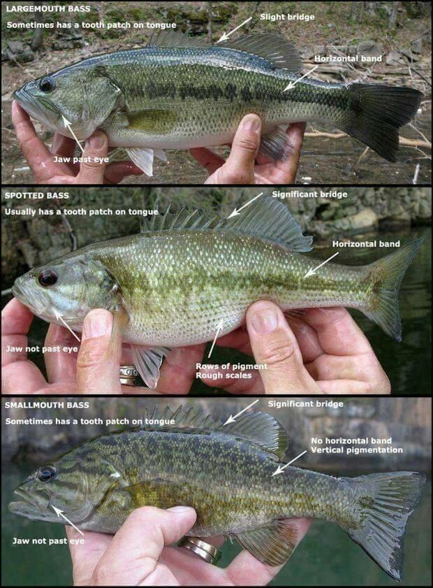 Useful for identifying different types of bass. r/bassfishing