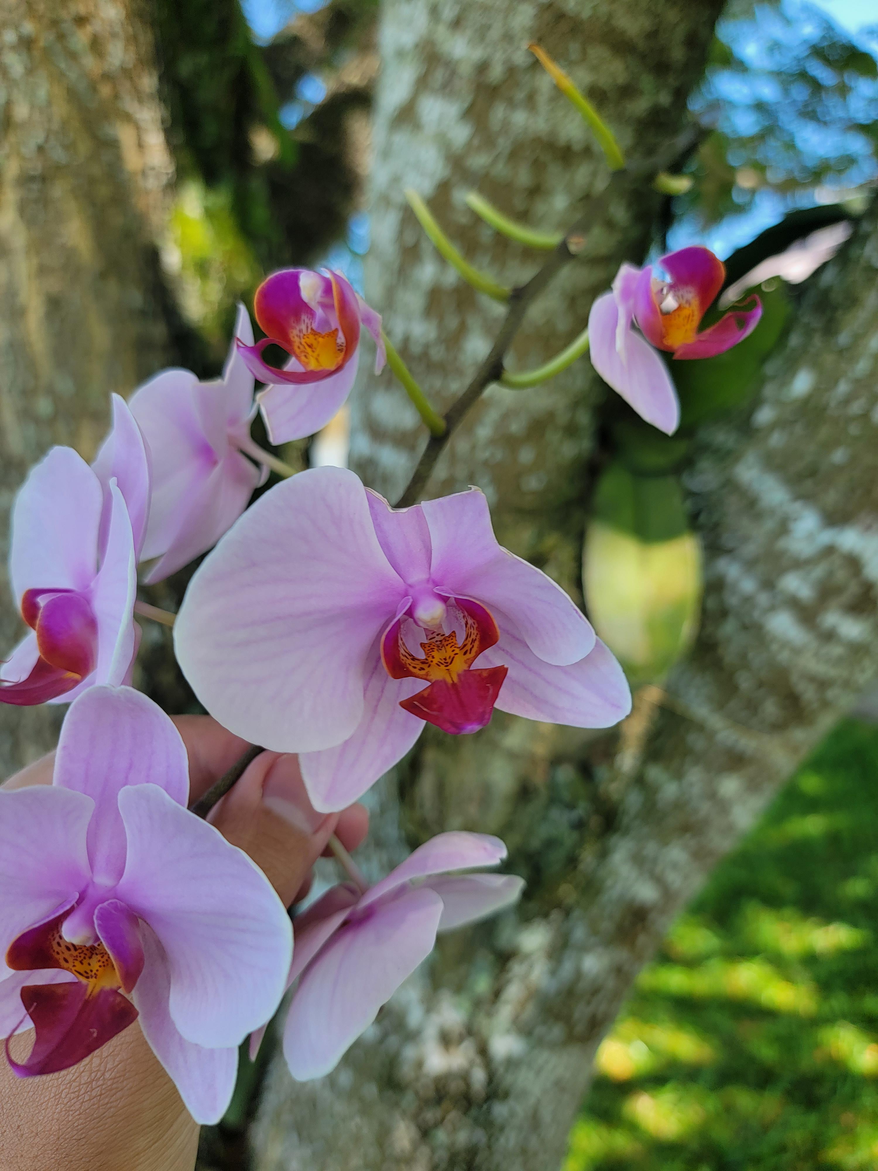 Something is eating my orchids ( don't know if it's a bird or bug