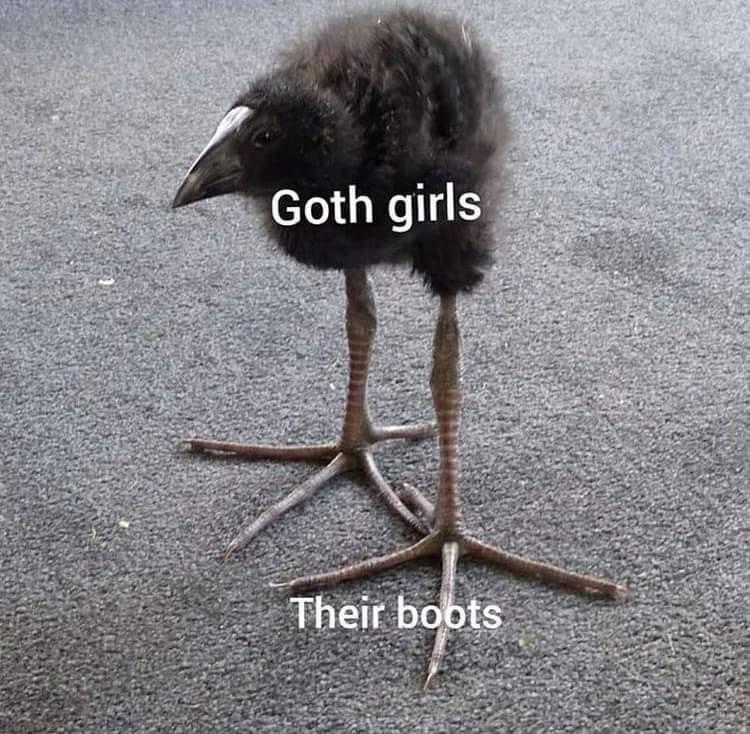 Trying to identify a bird from a meme r/whatsthisbird