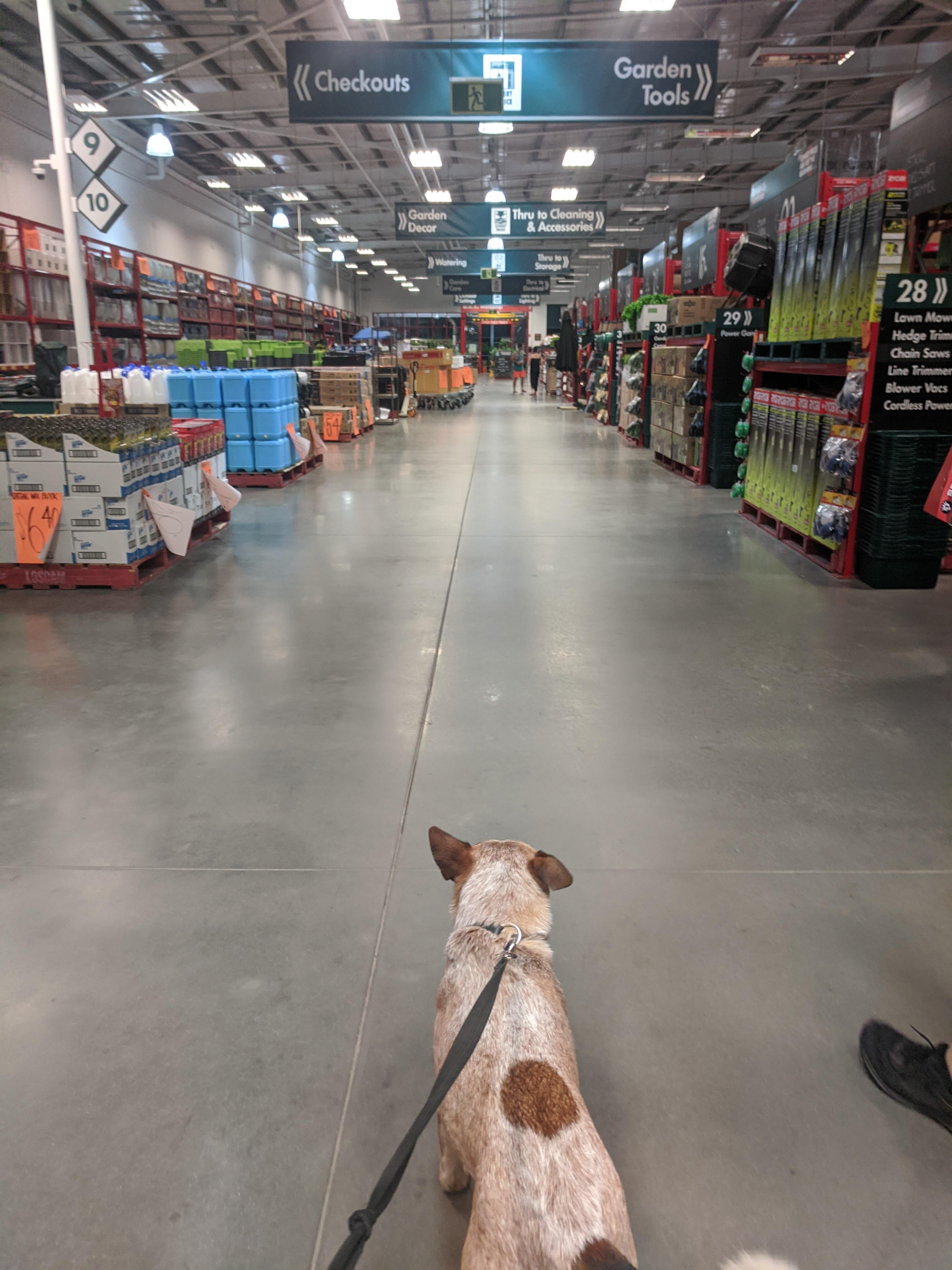 Our first trip to Bunnings australia