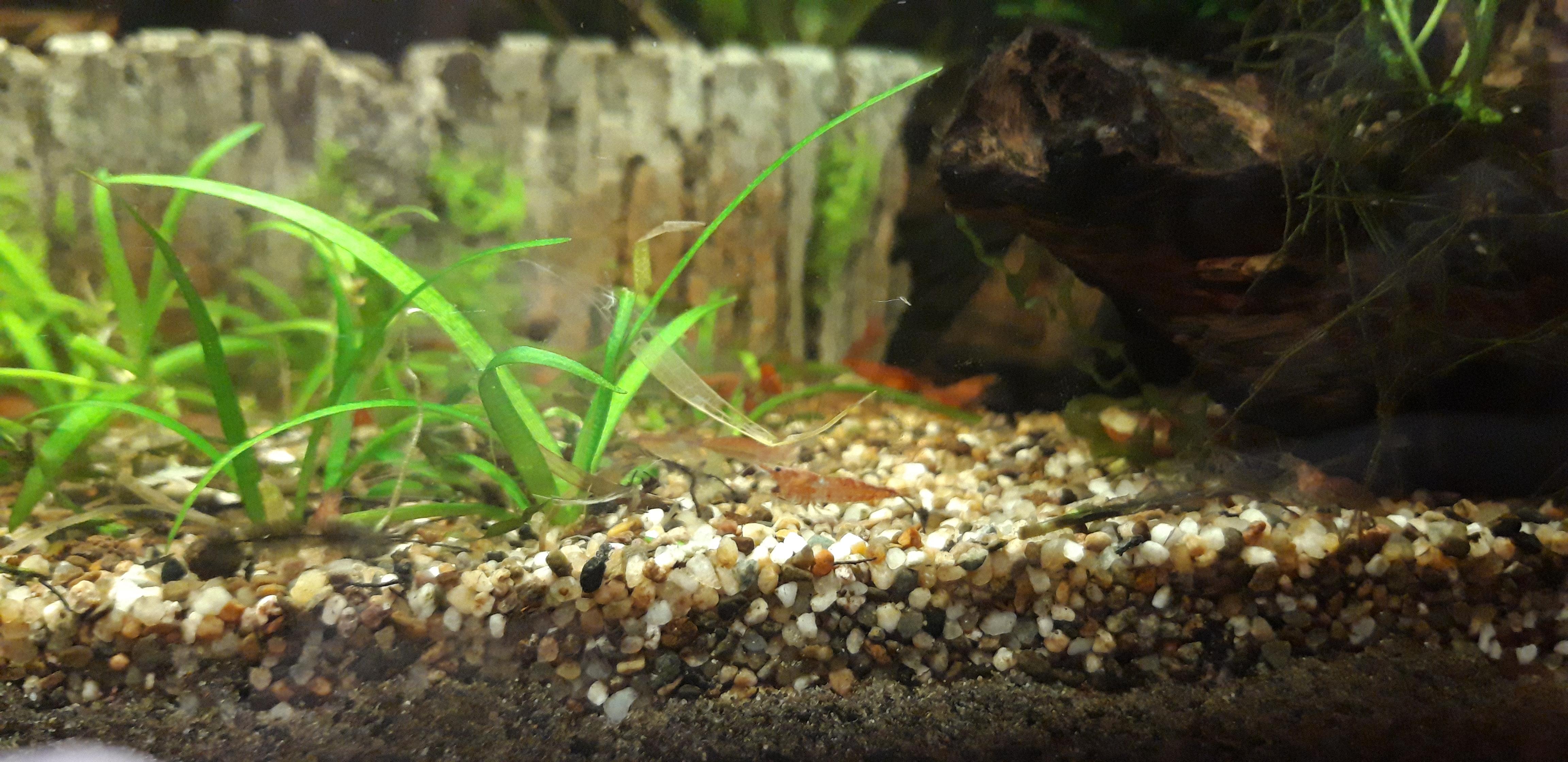 Is this gravel suitable for corydoras? r/Aquariums