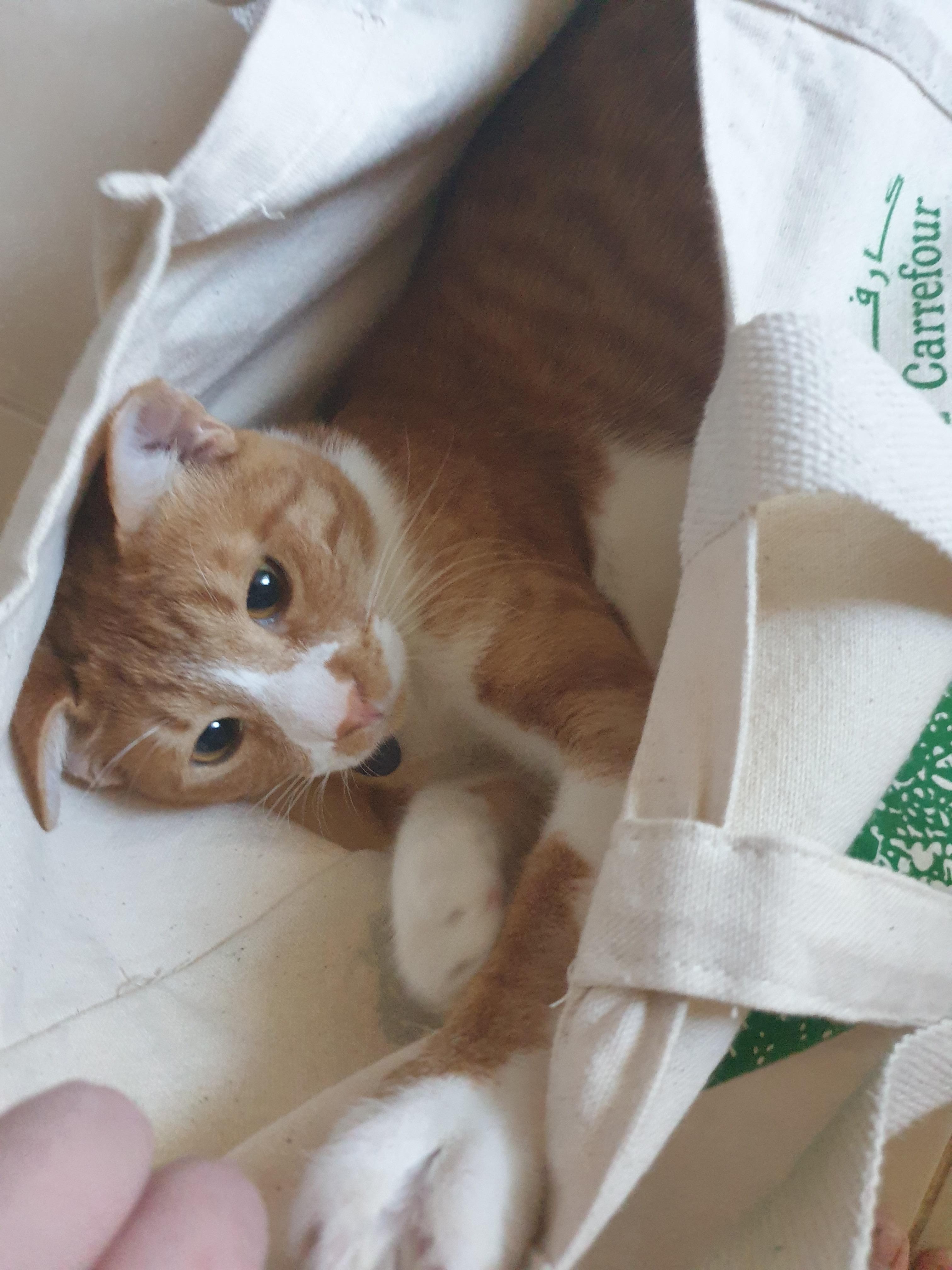 Ron loves to crawl inside bags, my dad just can home from the shops and Ron didn’t miss his