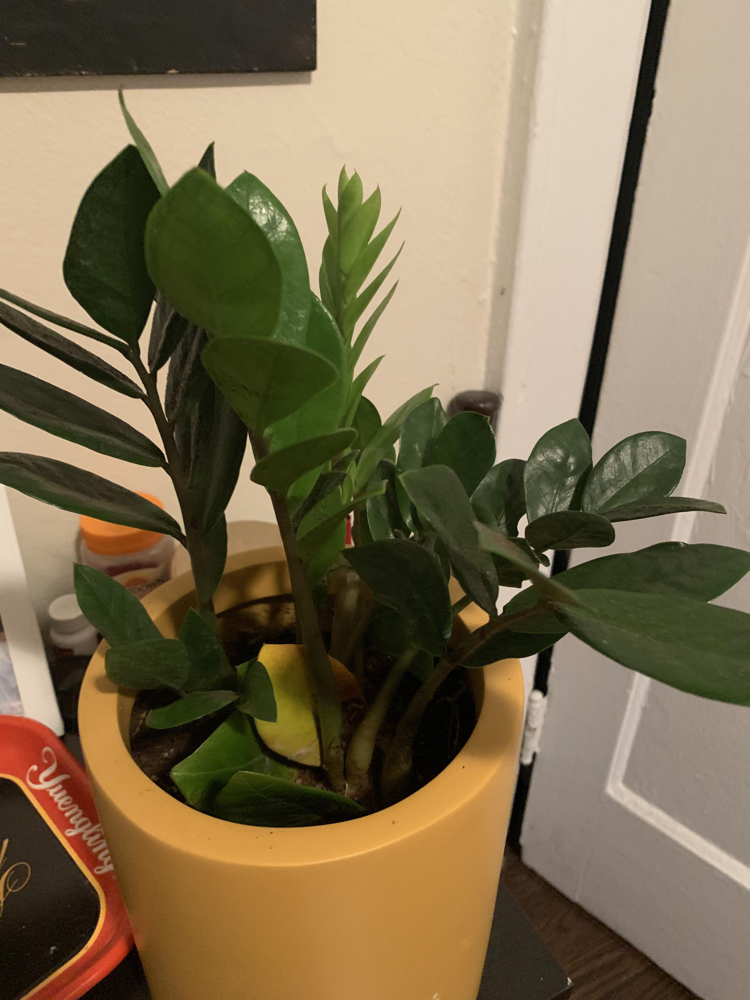 New ZZ plant owner I repotted 3 weeks ago after I bought it and came