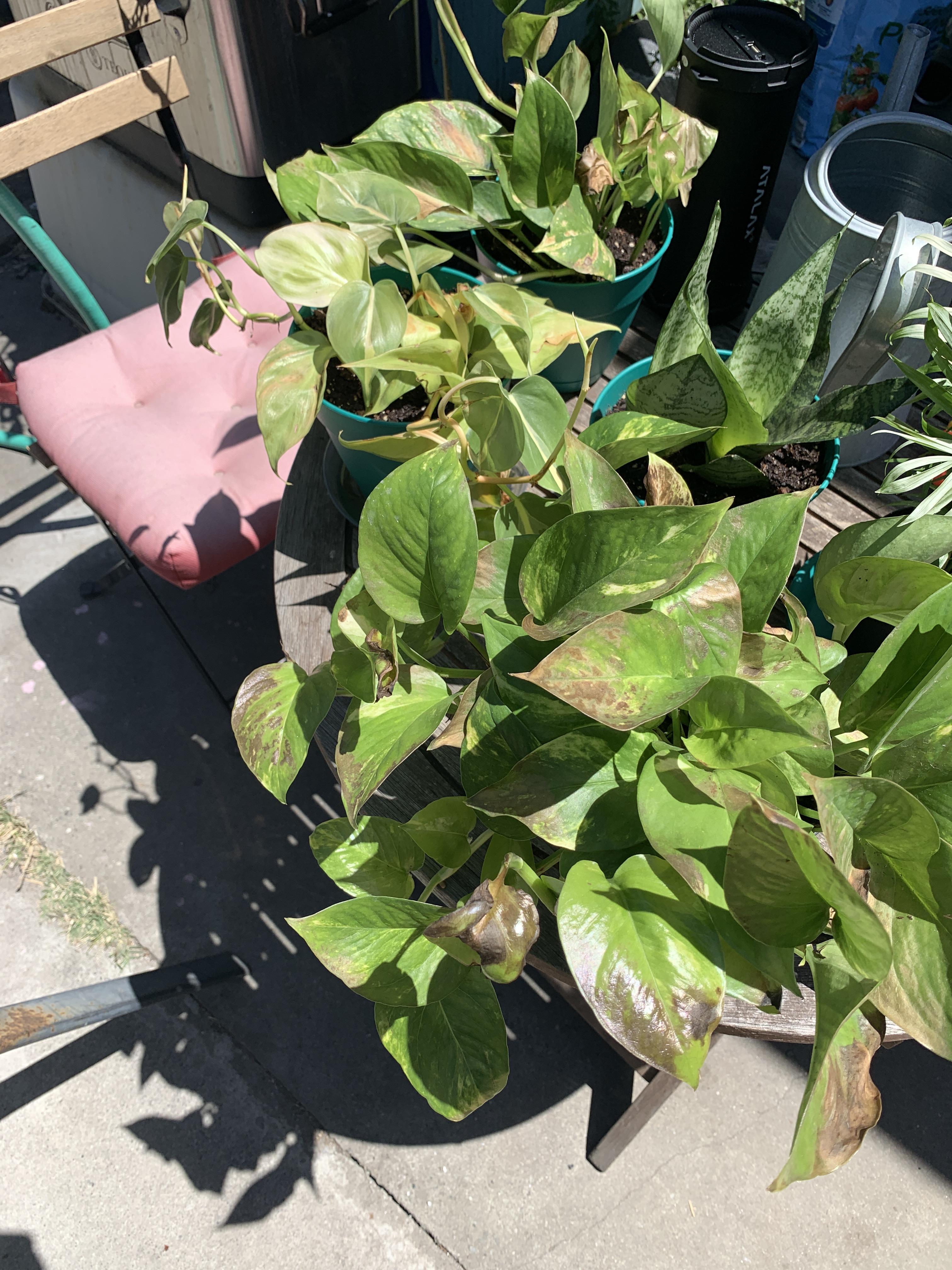 Why are my pothos leaves burning? r/plantclinic