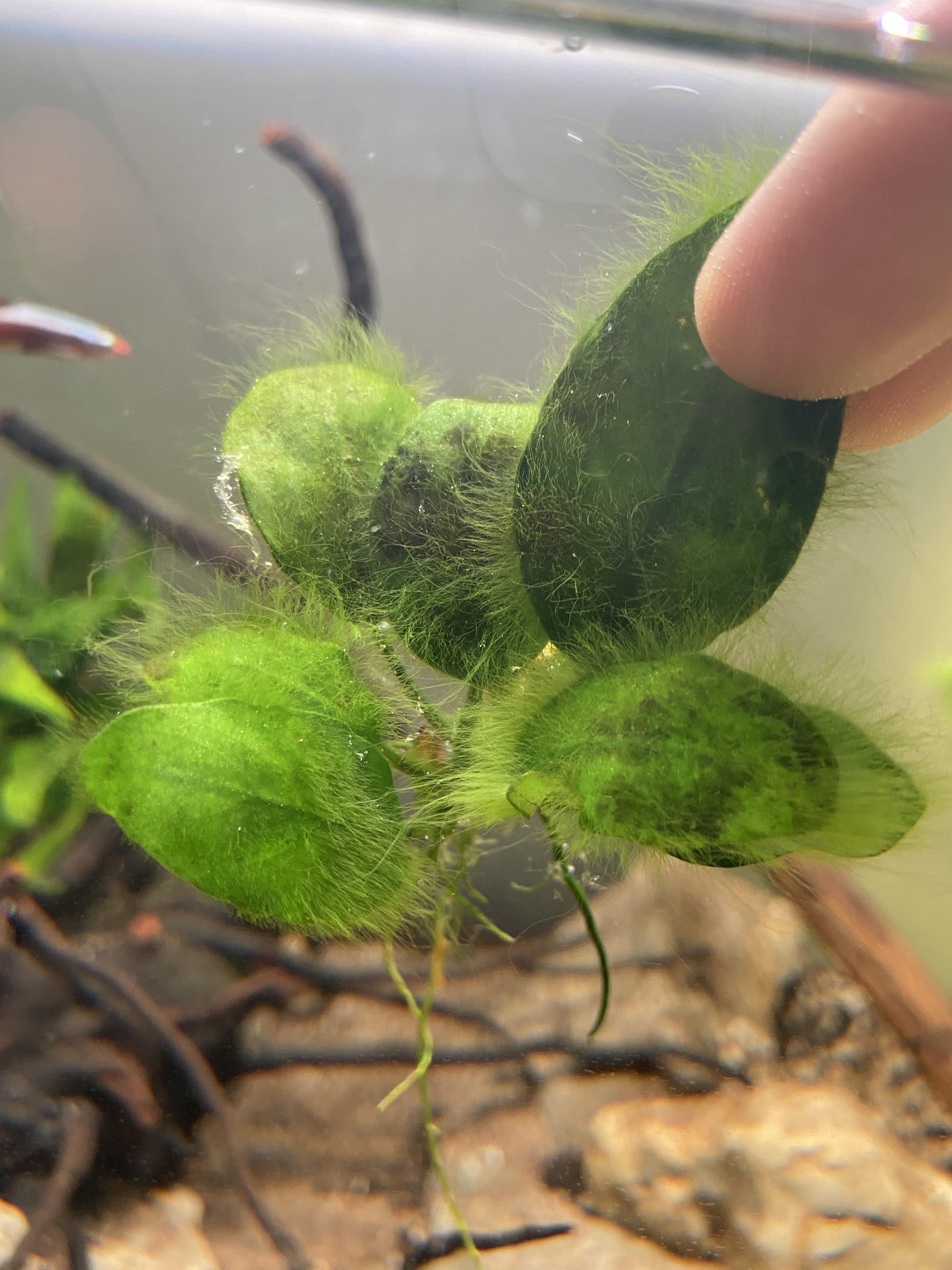 Any tips for removing stubborn algae from anubias? Hydrogen peroxide