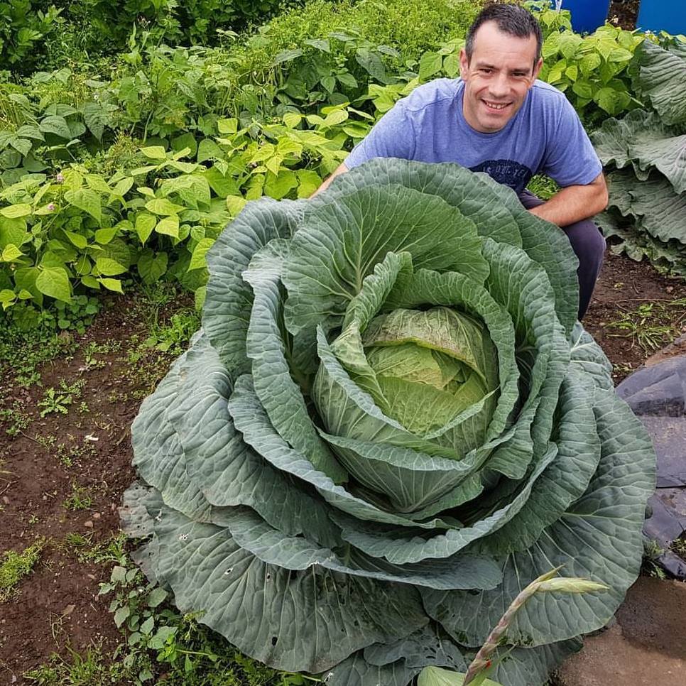 Been asked to share my 67lb cabbage you you lovely people. Hope you