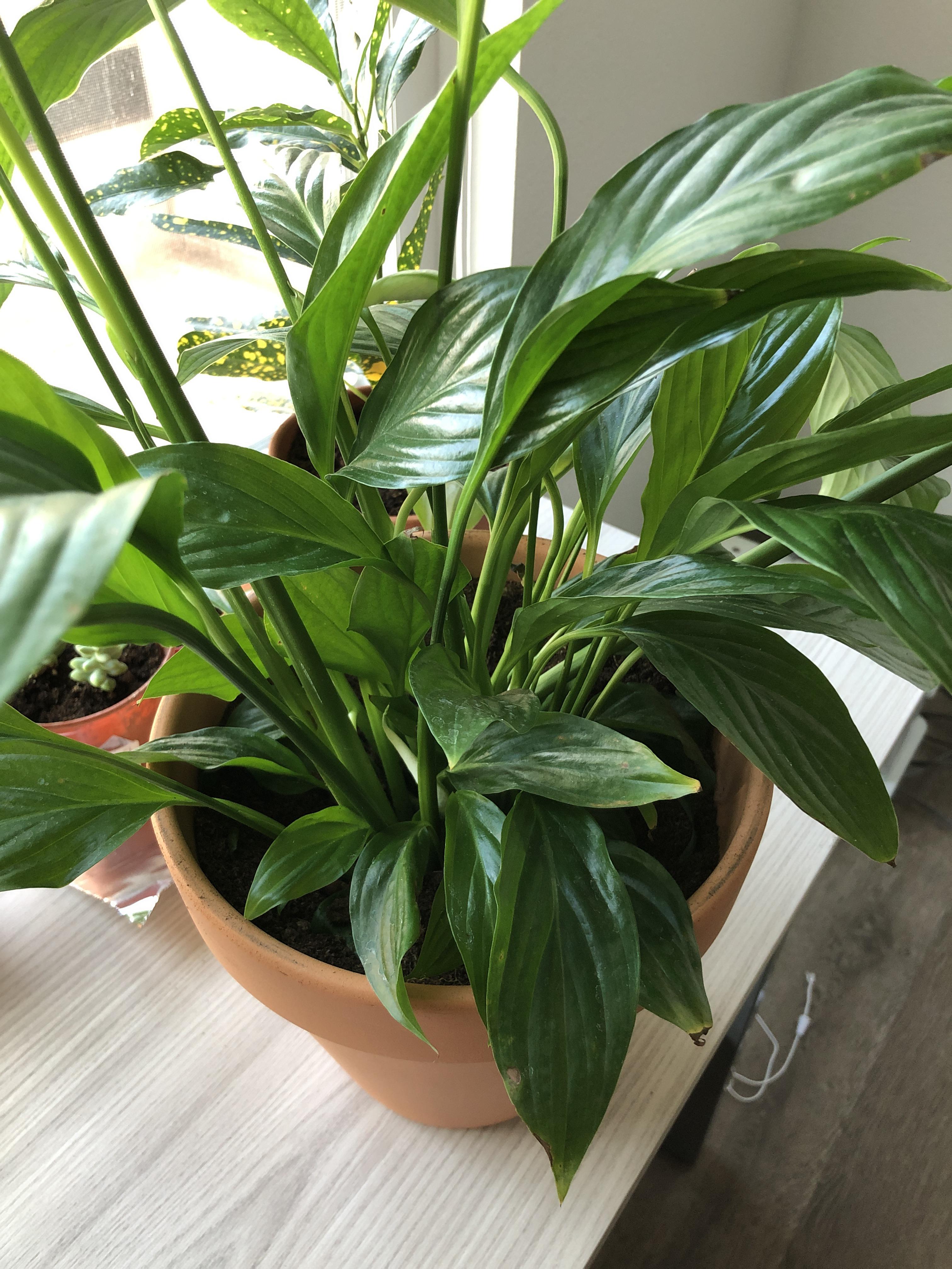 My peace lily is wilting after splitting the lilies that shared a single pot and repotting
