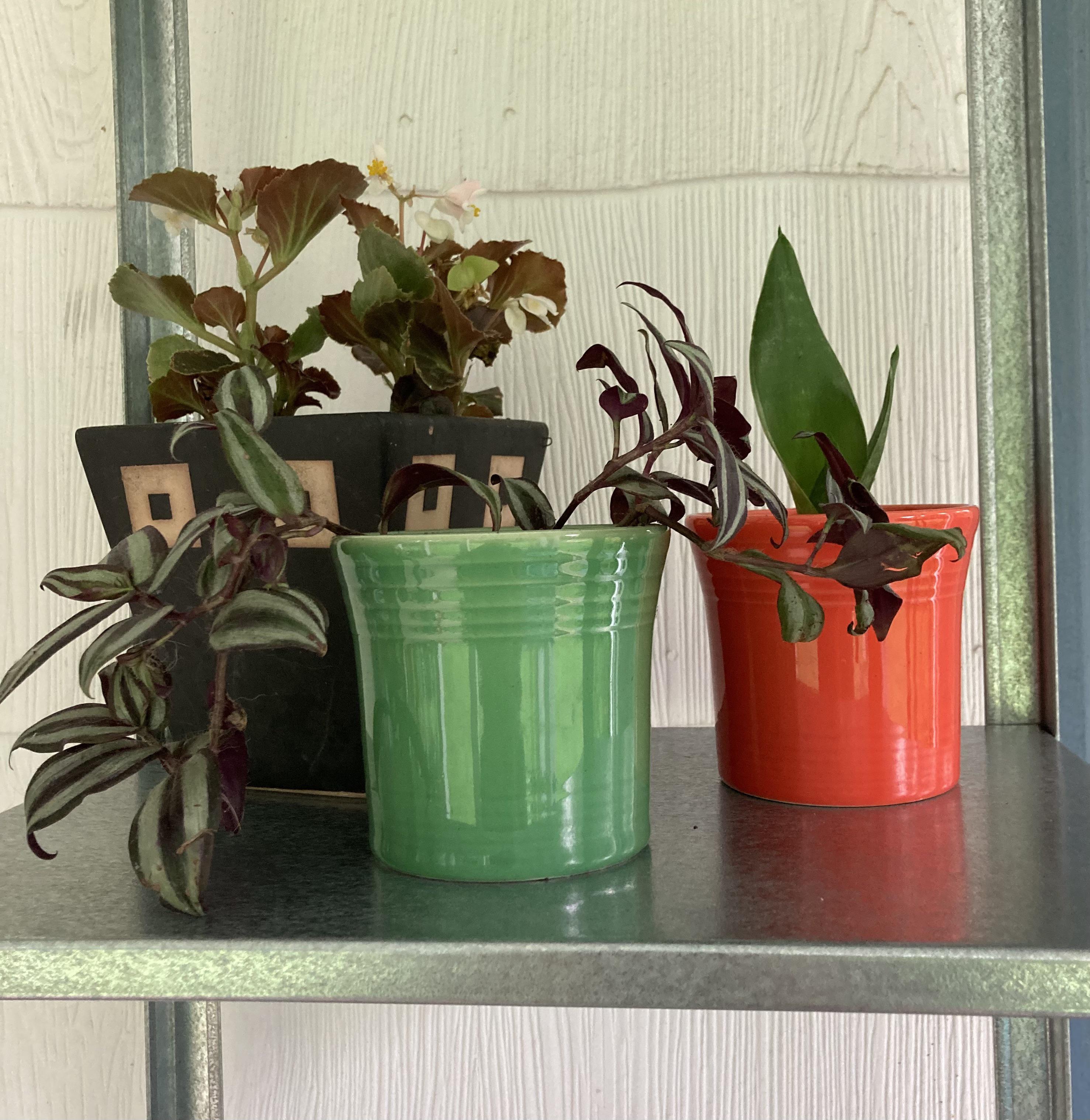 So happy to see these plates, but 15.99 each at Jubilee thrift store